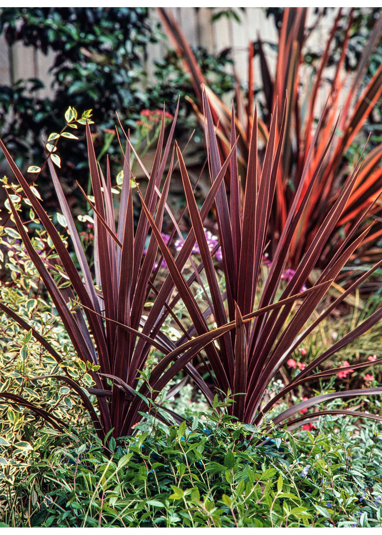 Cordyline Red Star 1ltr