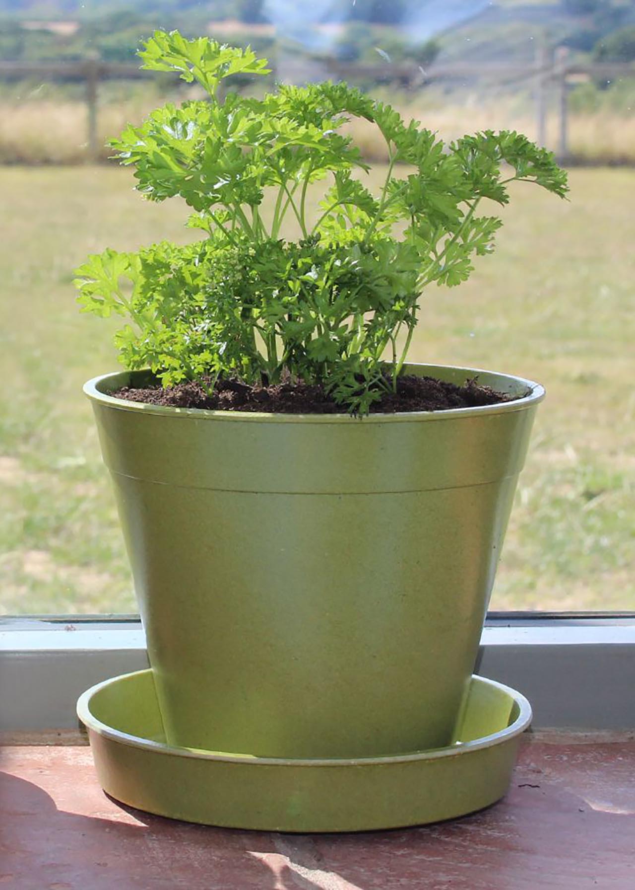 Haxnicks 12.5cm (5") Bamboo Saucer 5 pack Sage Green