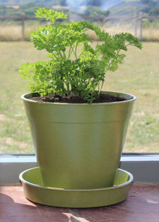 Haxnicks 12.5cm (5") Bamboo Saucer 5 pack Sage Green