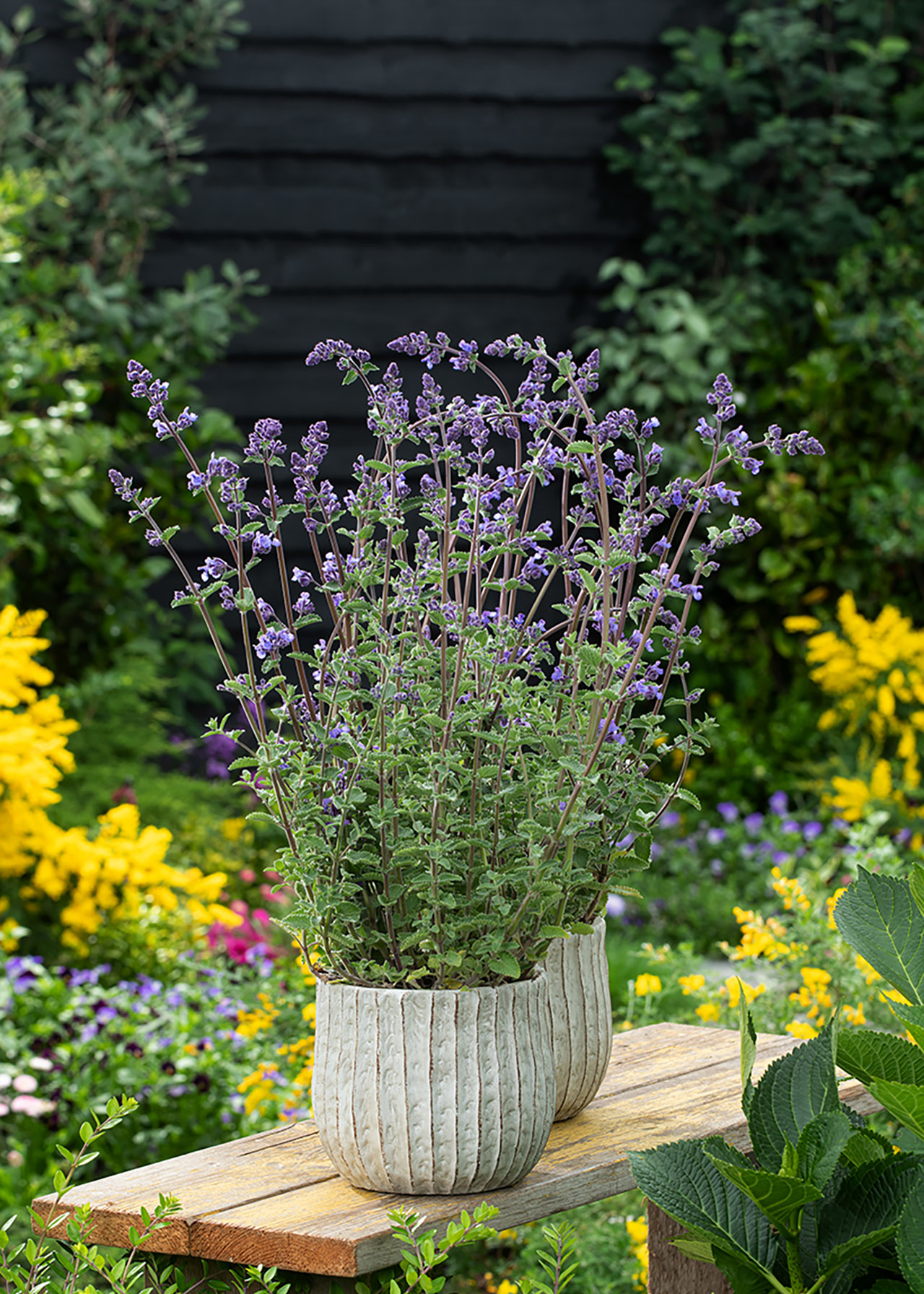 Nepeta Neptune 3ltr