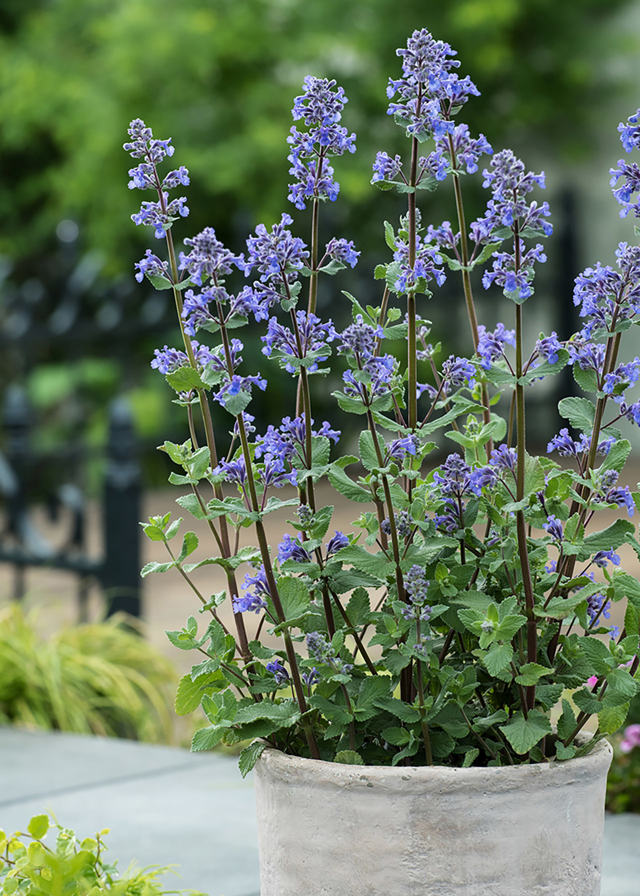 Nepeta Purrsian Blue 3ltr