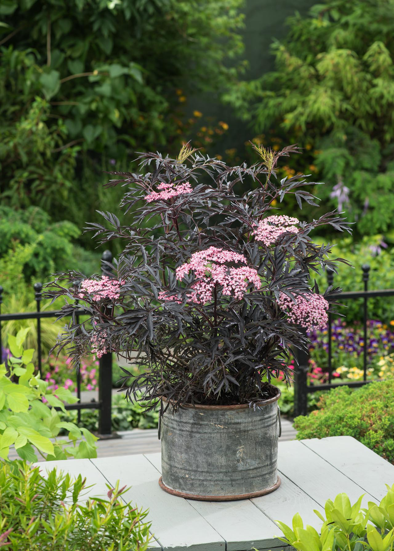 Sambucus Black Lace 3ltr