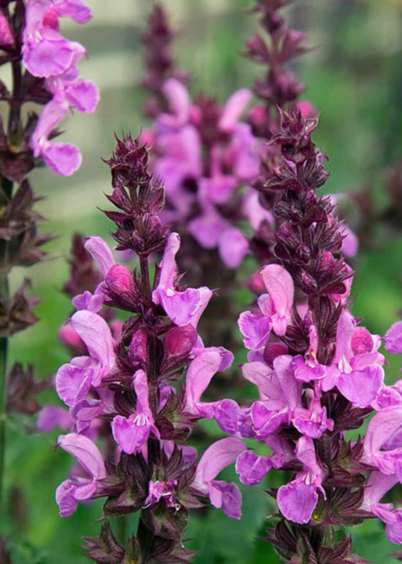 Salvia Rose Marvel 3ltr