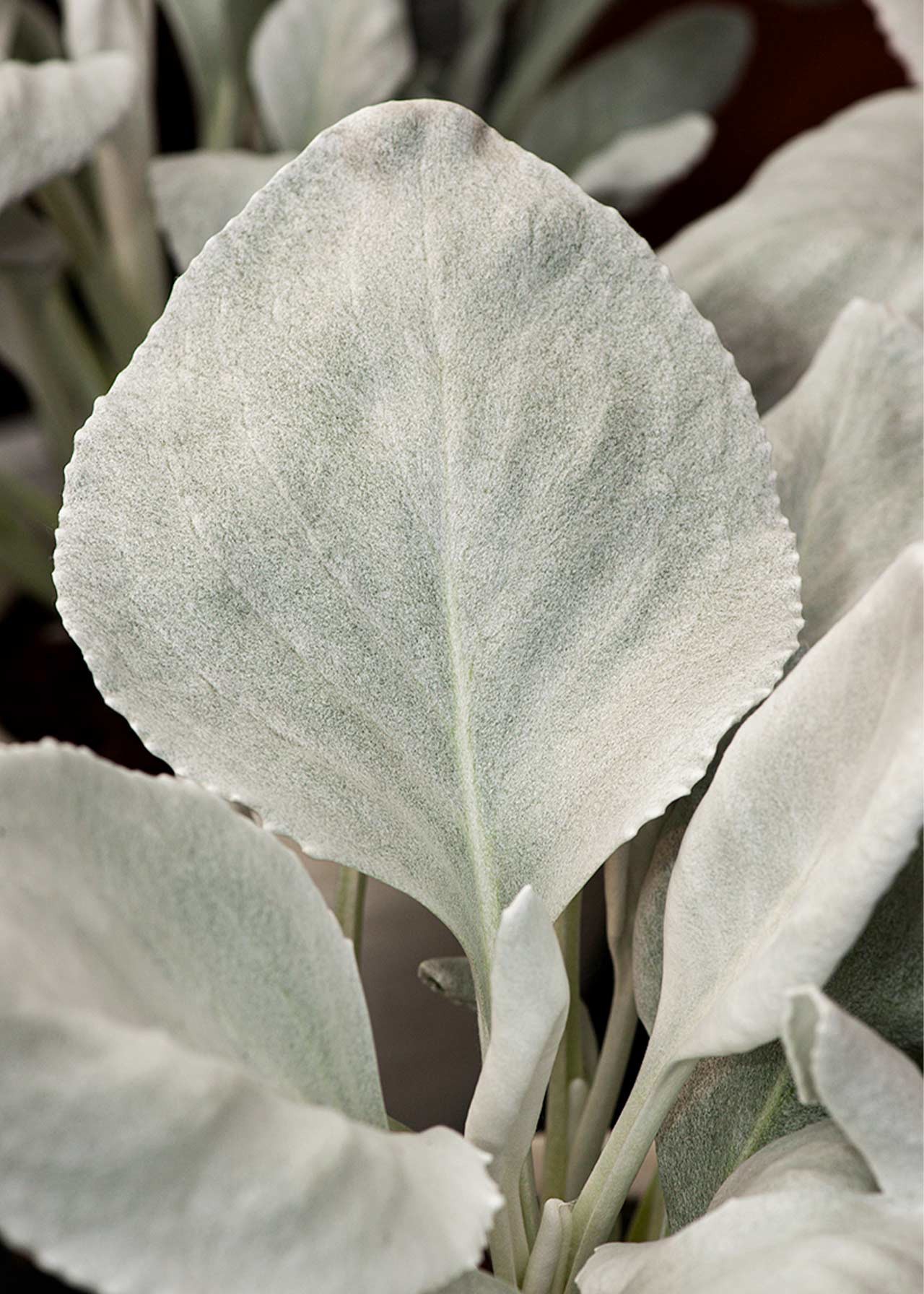 Senecio Angel Wings 3ltr