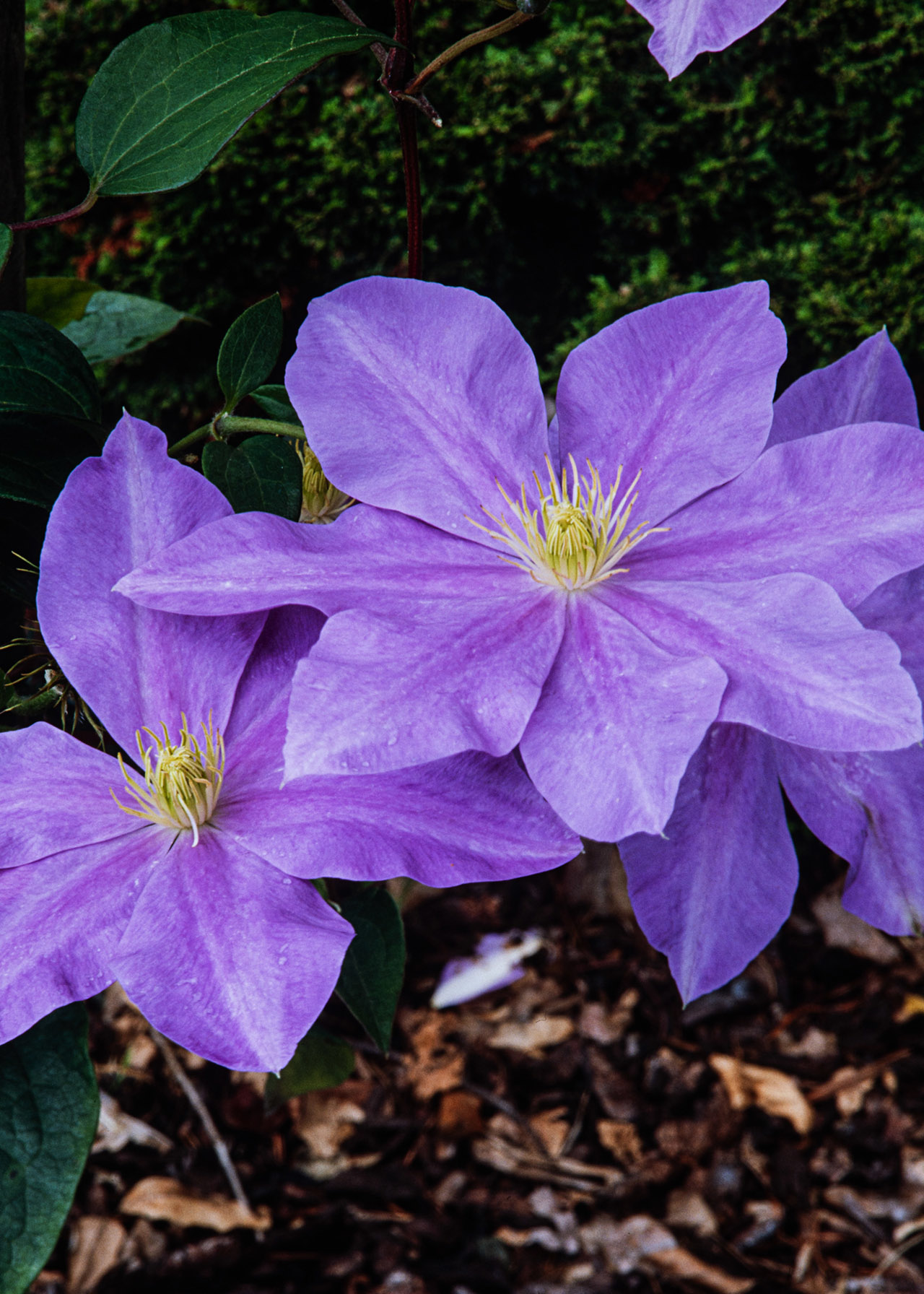 Clematis Olympia 3ltr