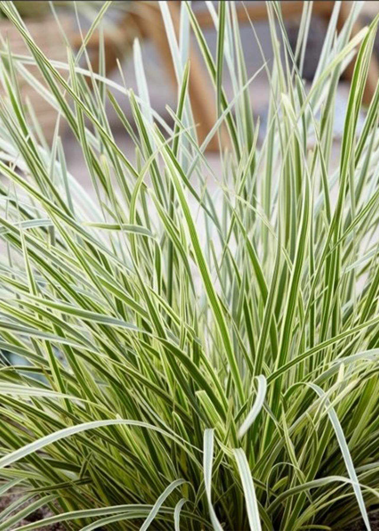 Lomandra White Sands 3ltr