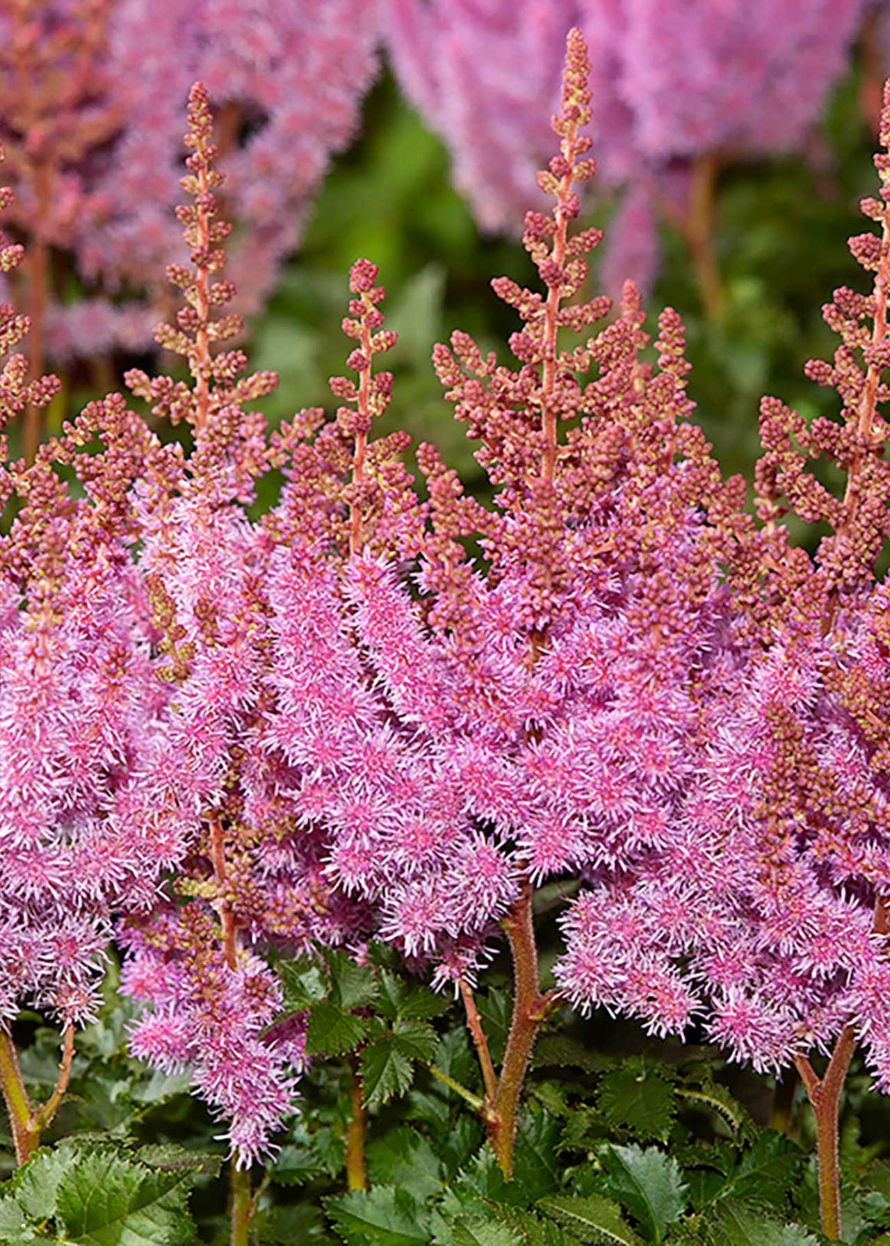 Astilbe Purple Rain 3ltr