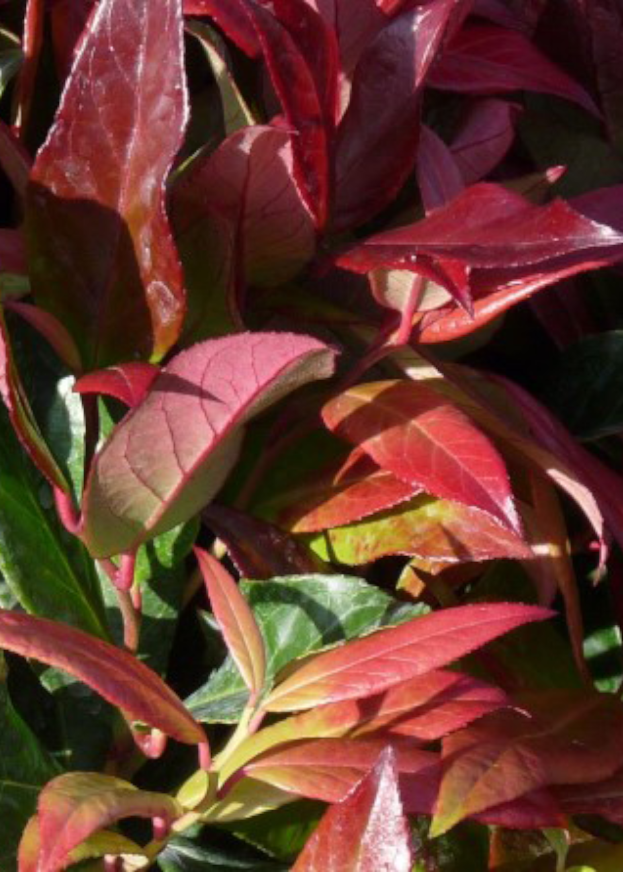 Leucothoe Zeblid 2ltr