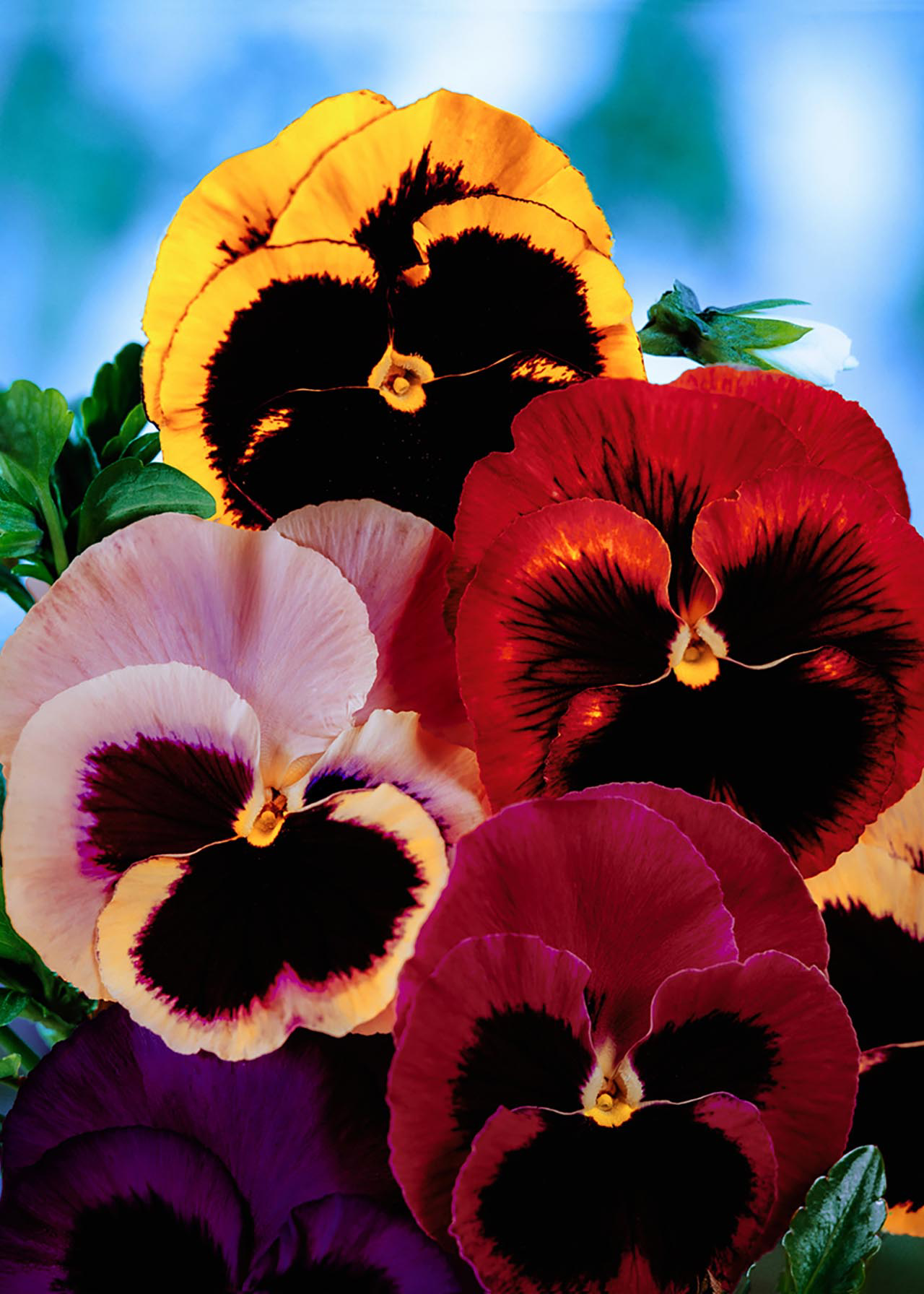 Pansy Northern Lights Mix 20pk