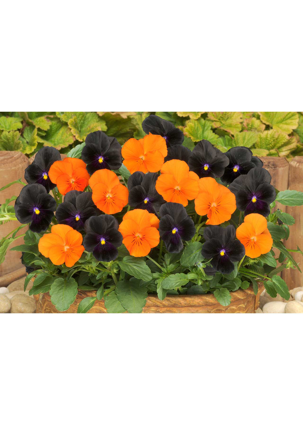 Viola Halloween Mix 20pk