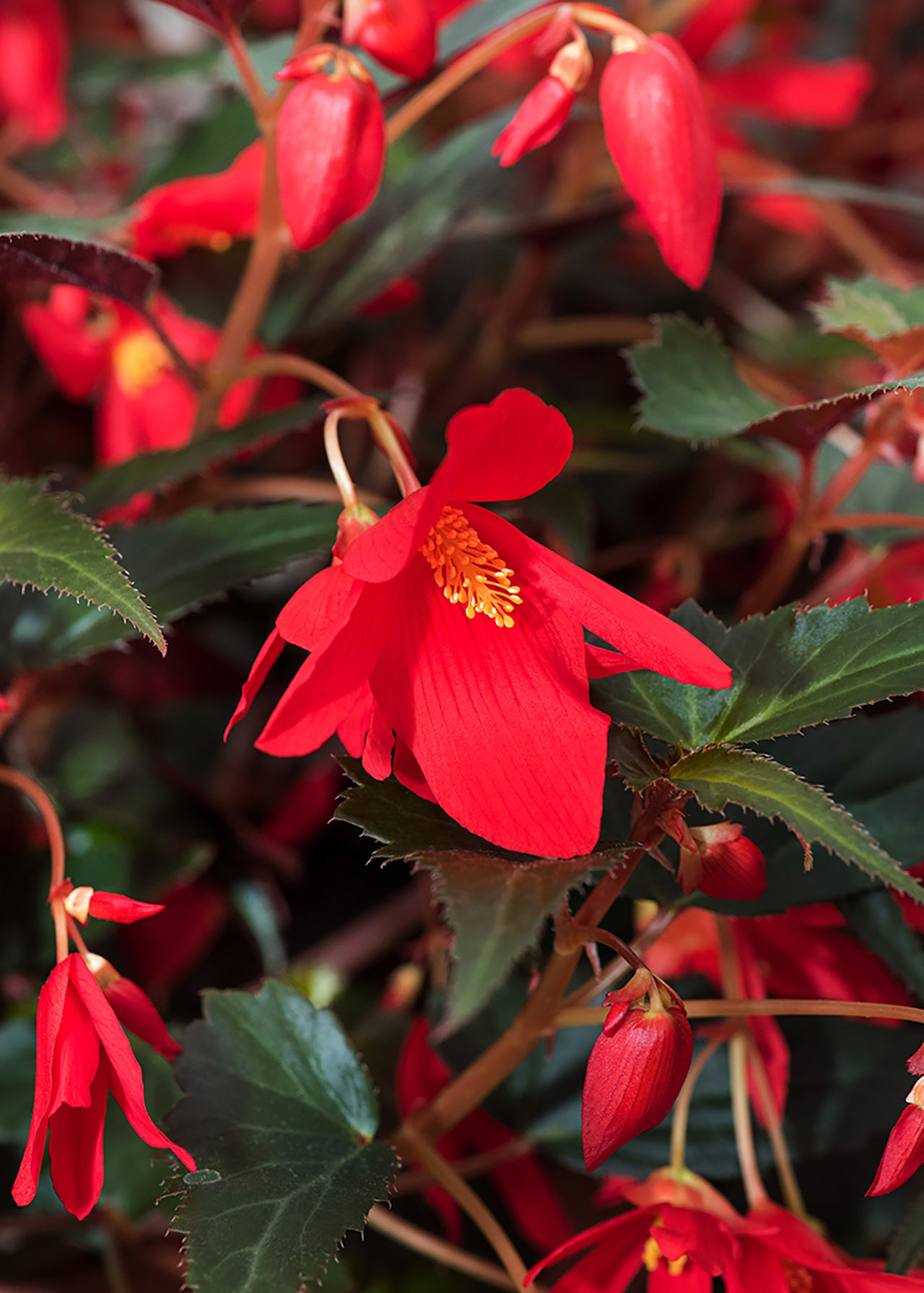 Begonia Dark Elegance 2ltr