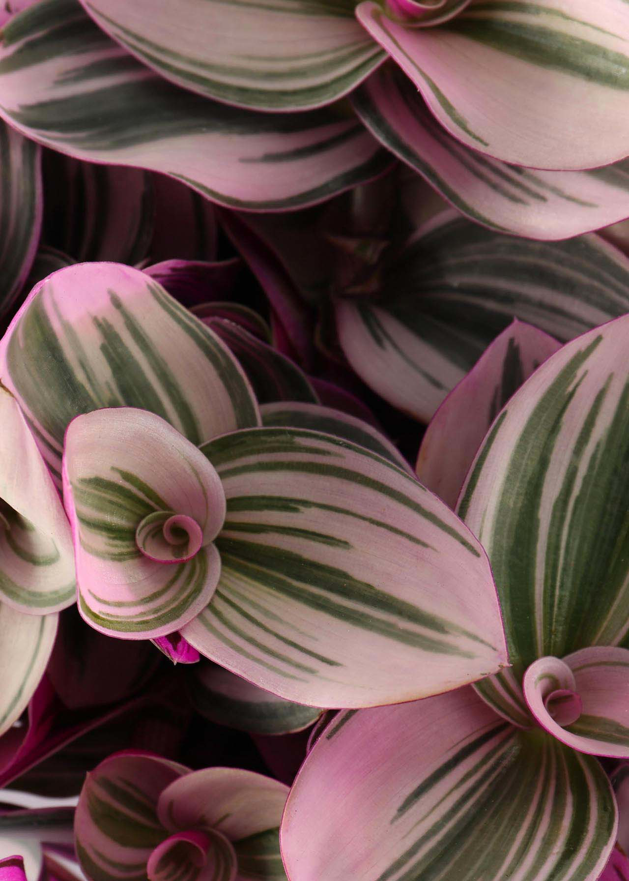 Tradescantia Nanouk 12cm