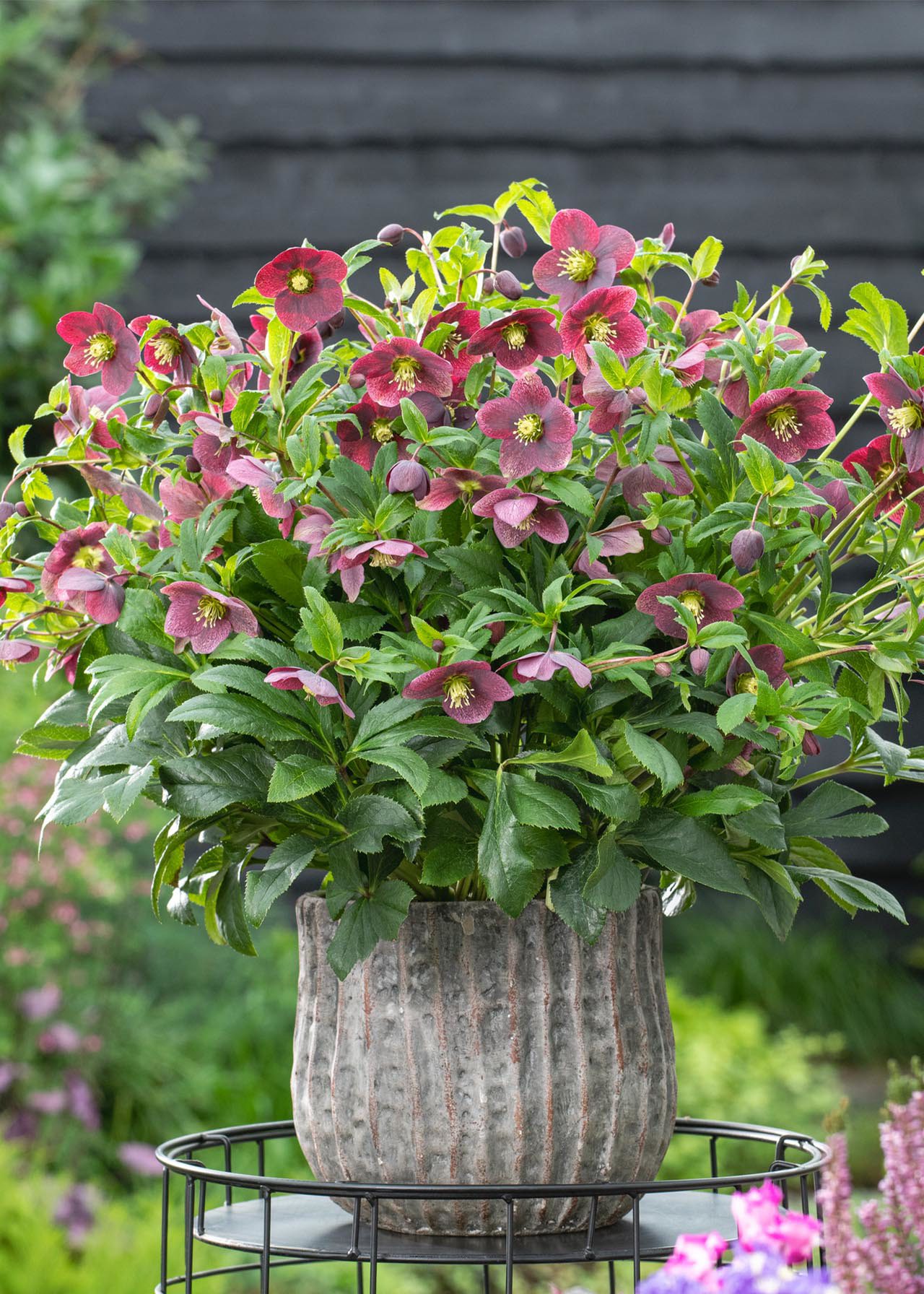 Helleborus Viv Victoria 2ltr