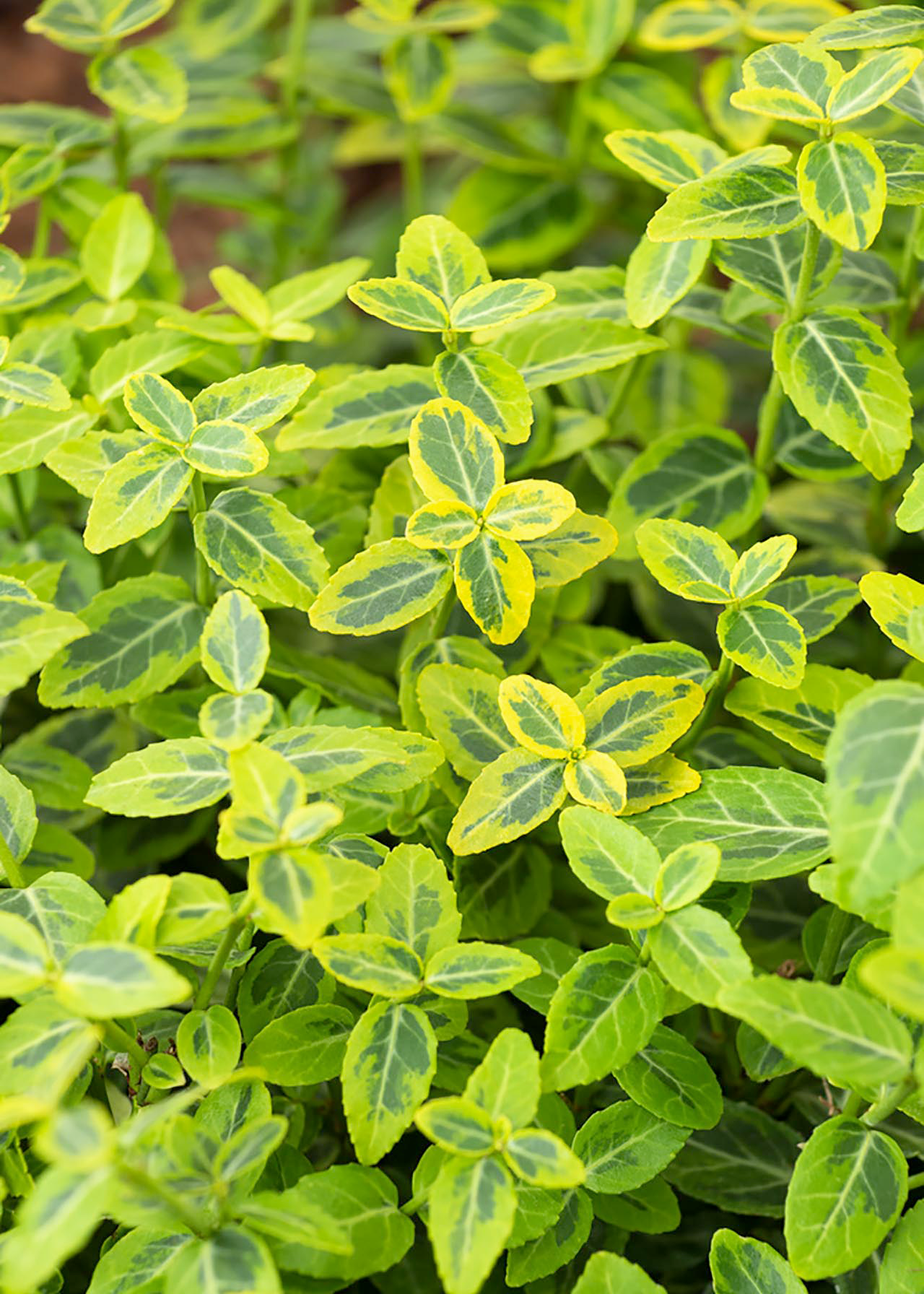 Euonymus Emerald Gold 2ltr