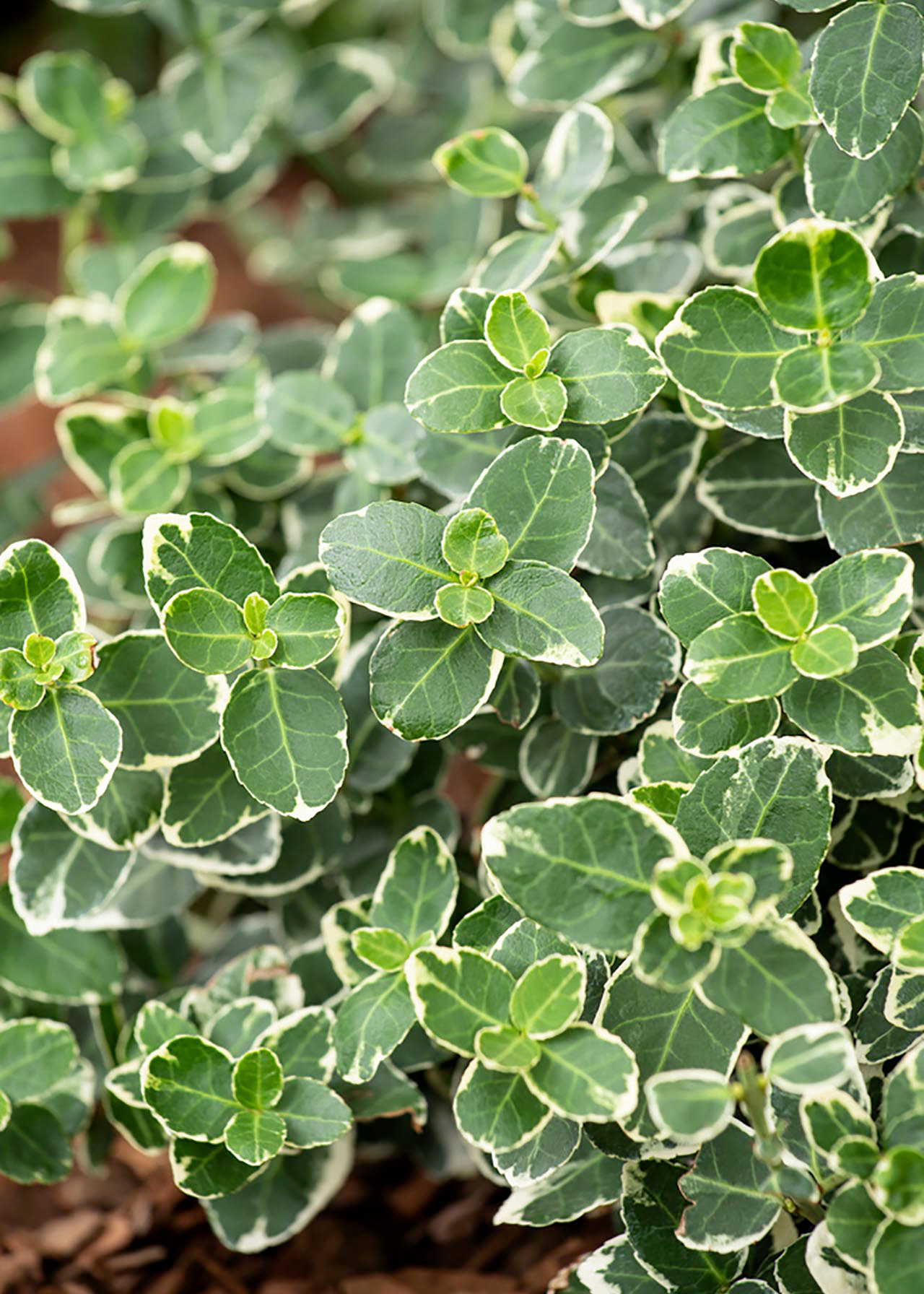 Euonymus Emerald Gaiety 2ltr