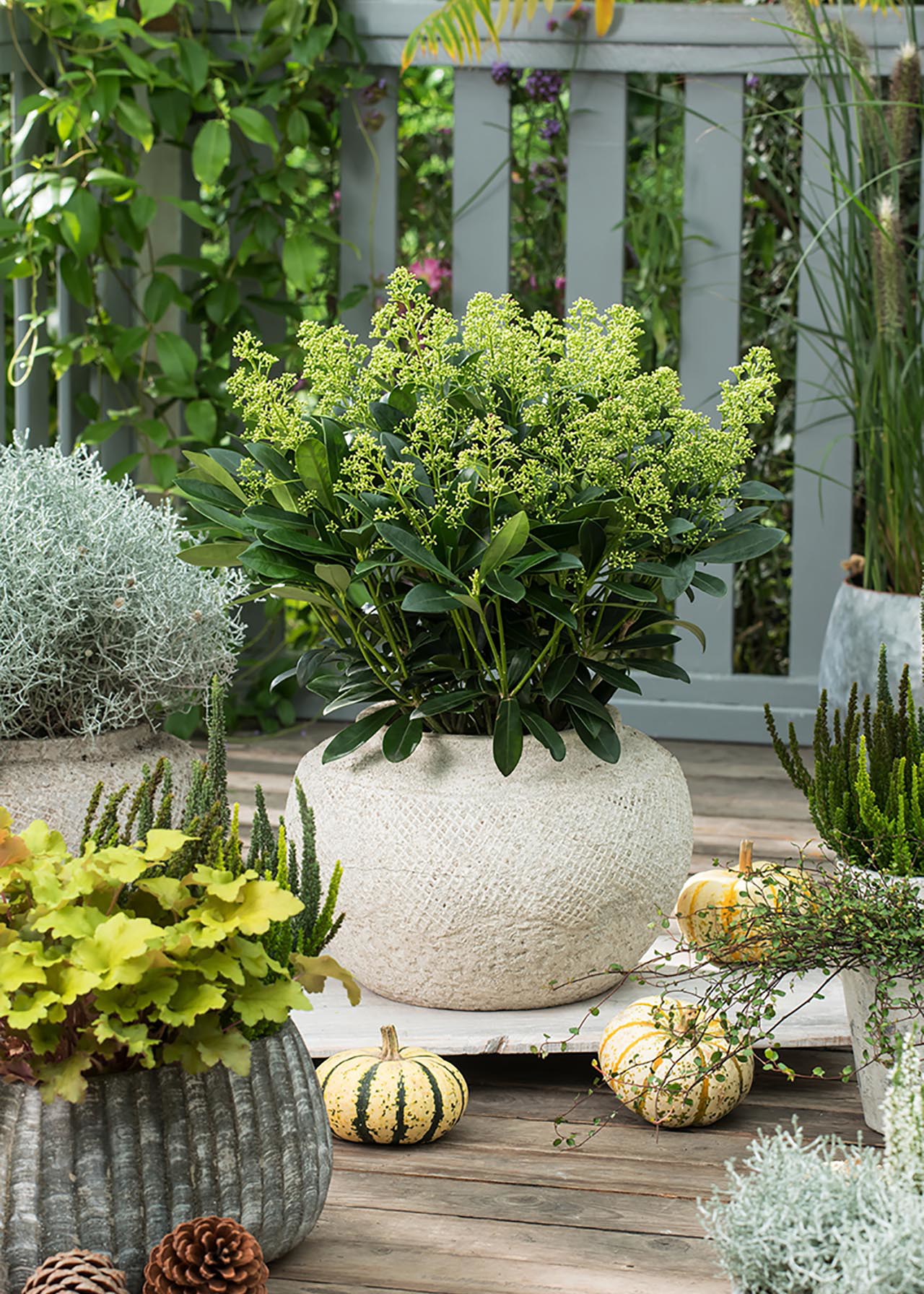 Skimmia Finchy 1.5ltr