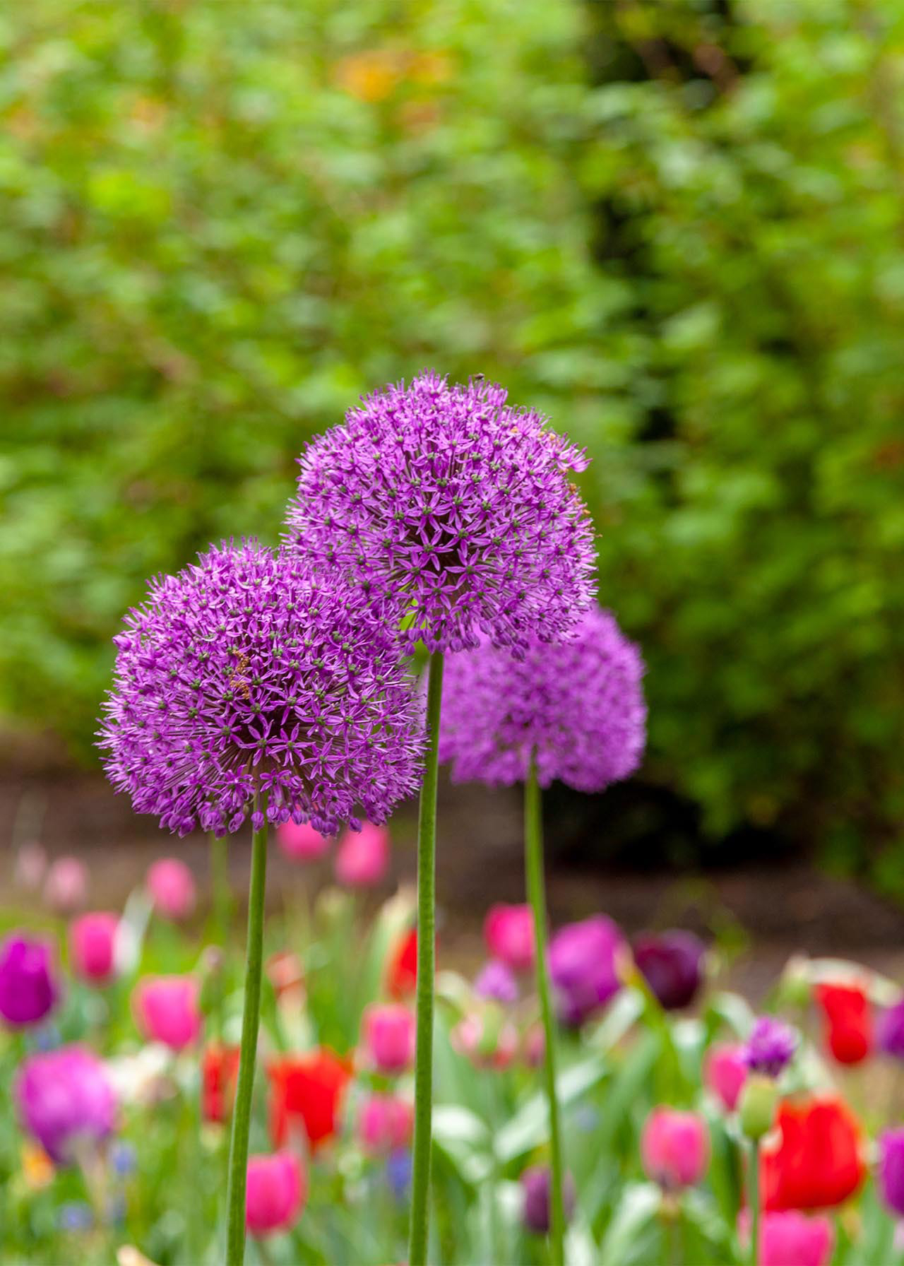 Allium Purple Sensation pack of 25
