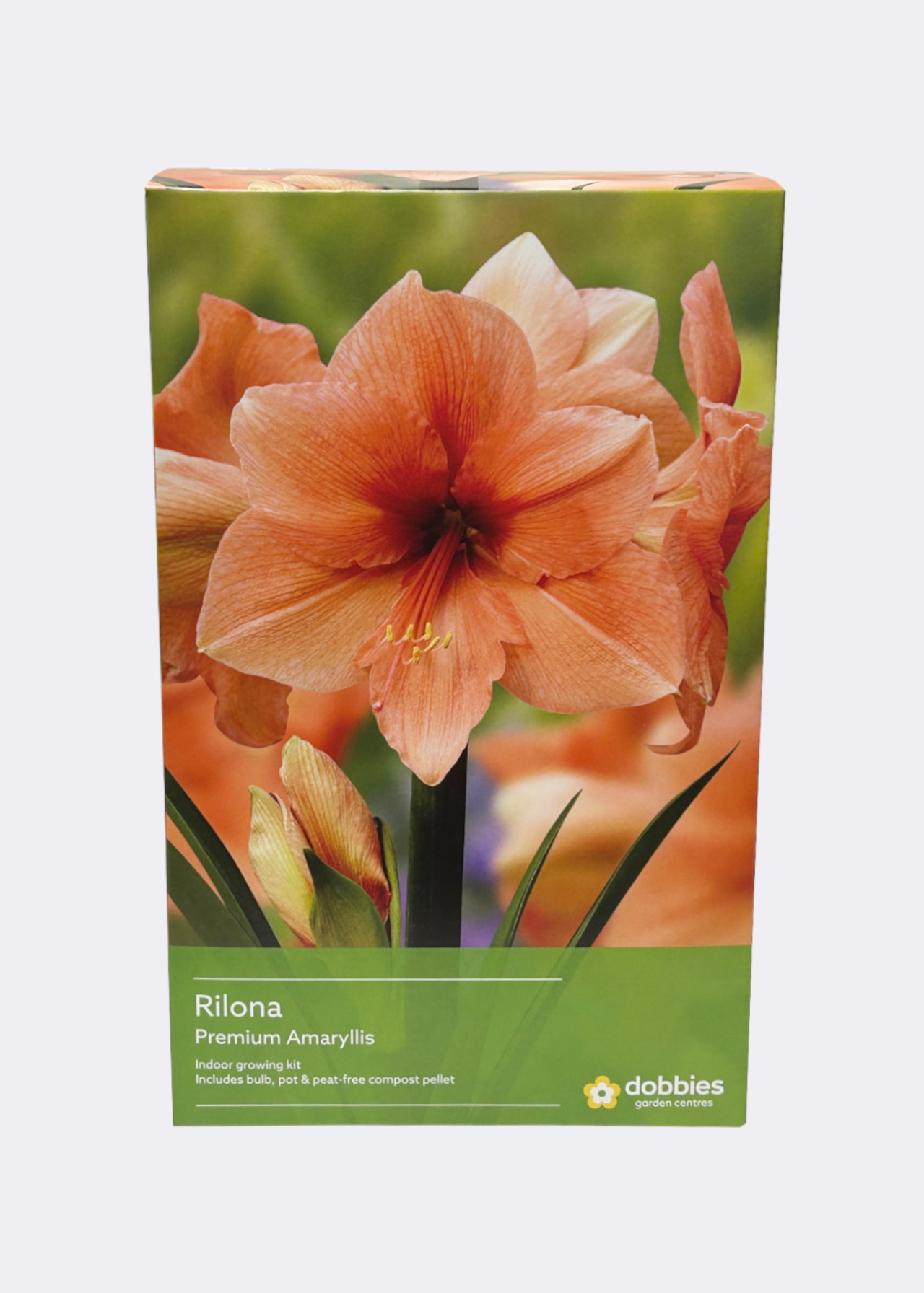 Amaryllis Rilona single pack