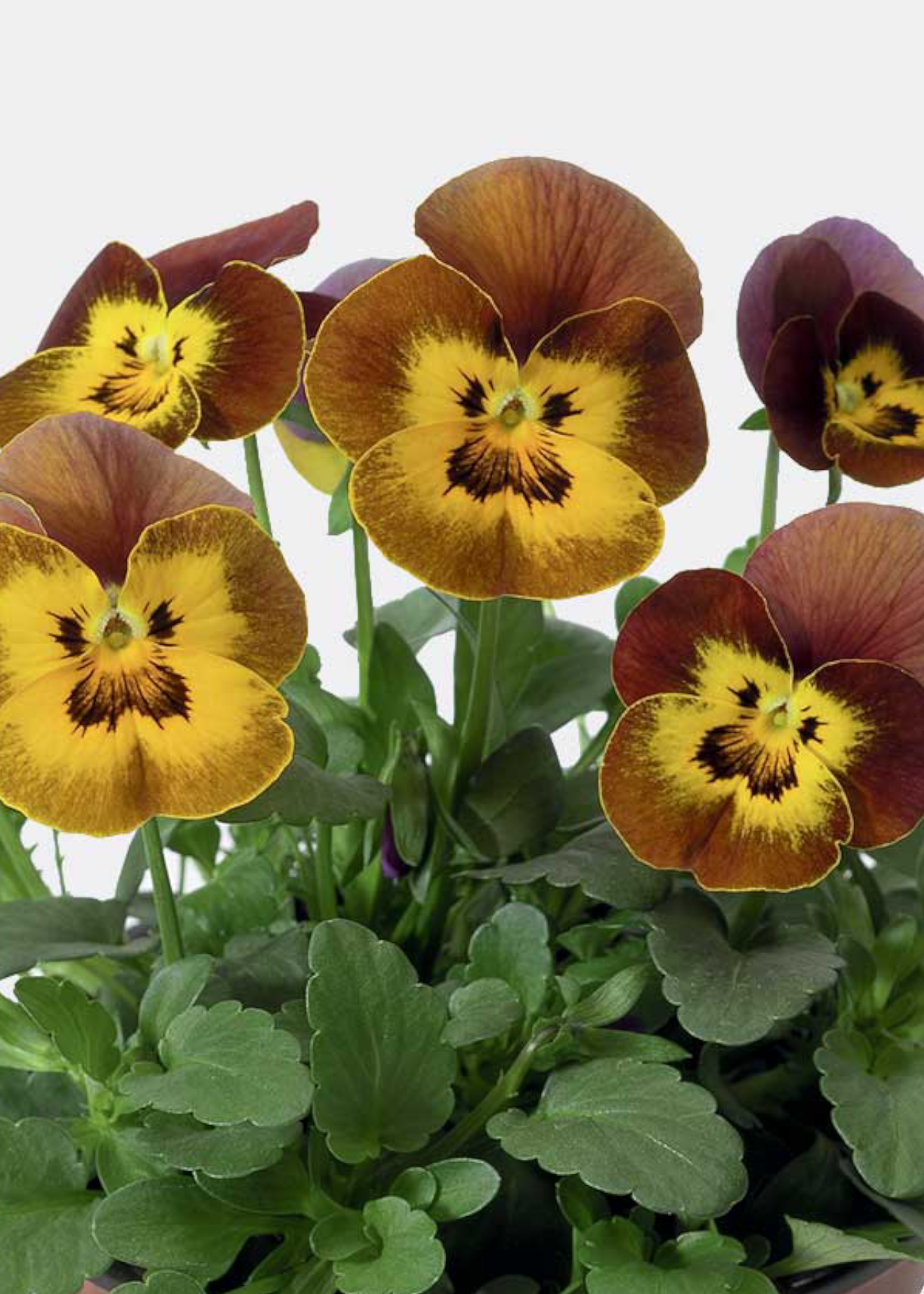Viola Deltini Honeybee 20pk