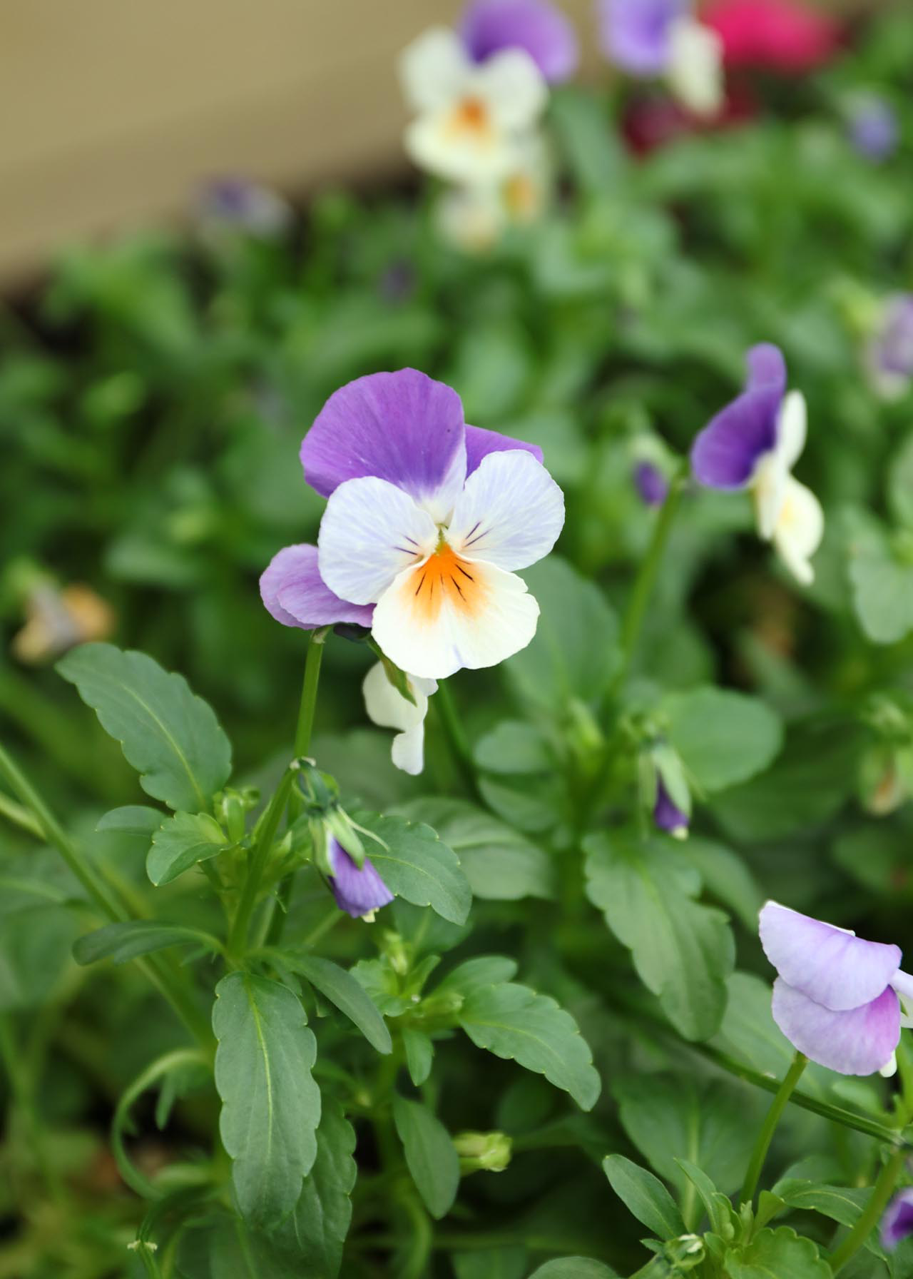 Viola Rocky Peach Jump Up 20pk