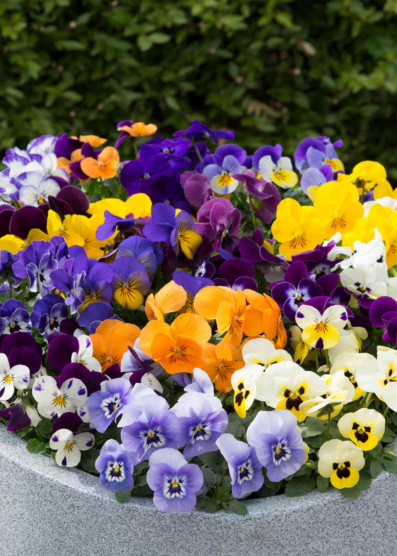 Viola Sorbet Harvest Mixed 20pk