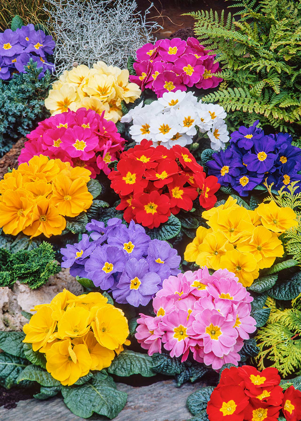 Primrose Bonneli Bicolour Mix 20pk