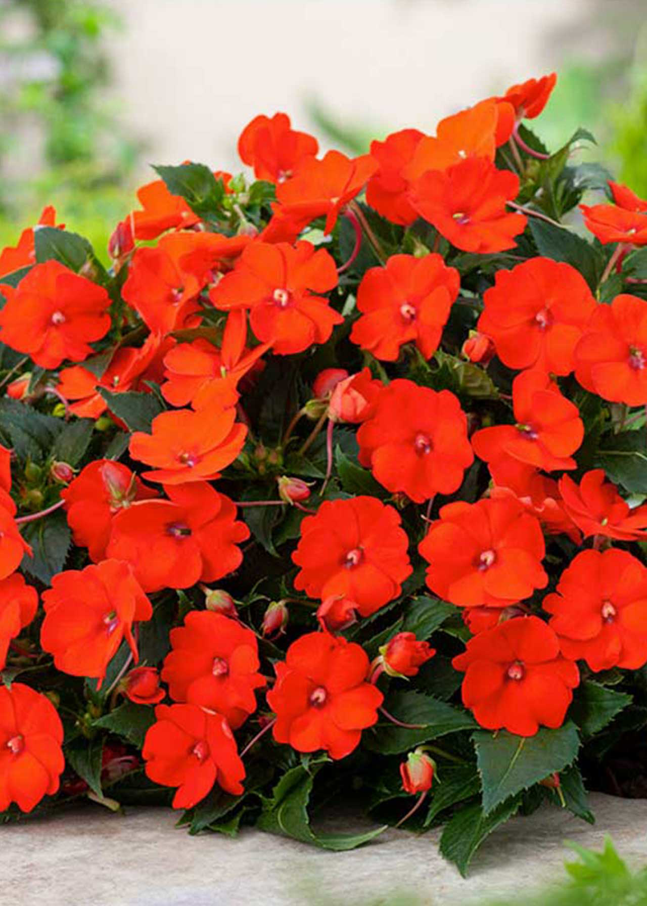 Impatiens Compact Electric Orange 2ltr