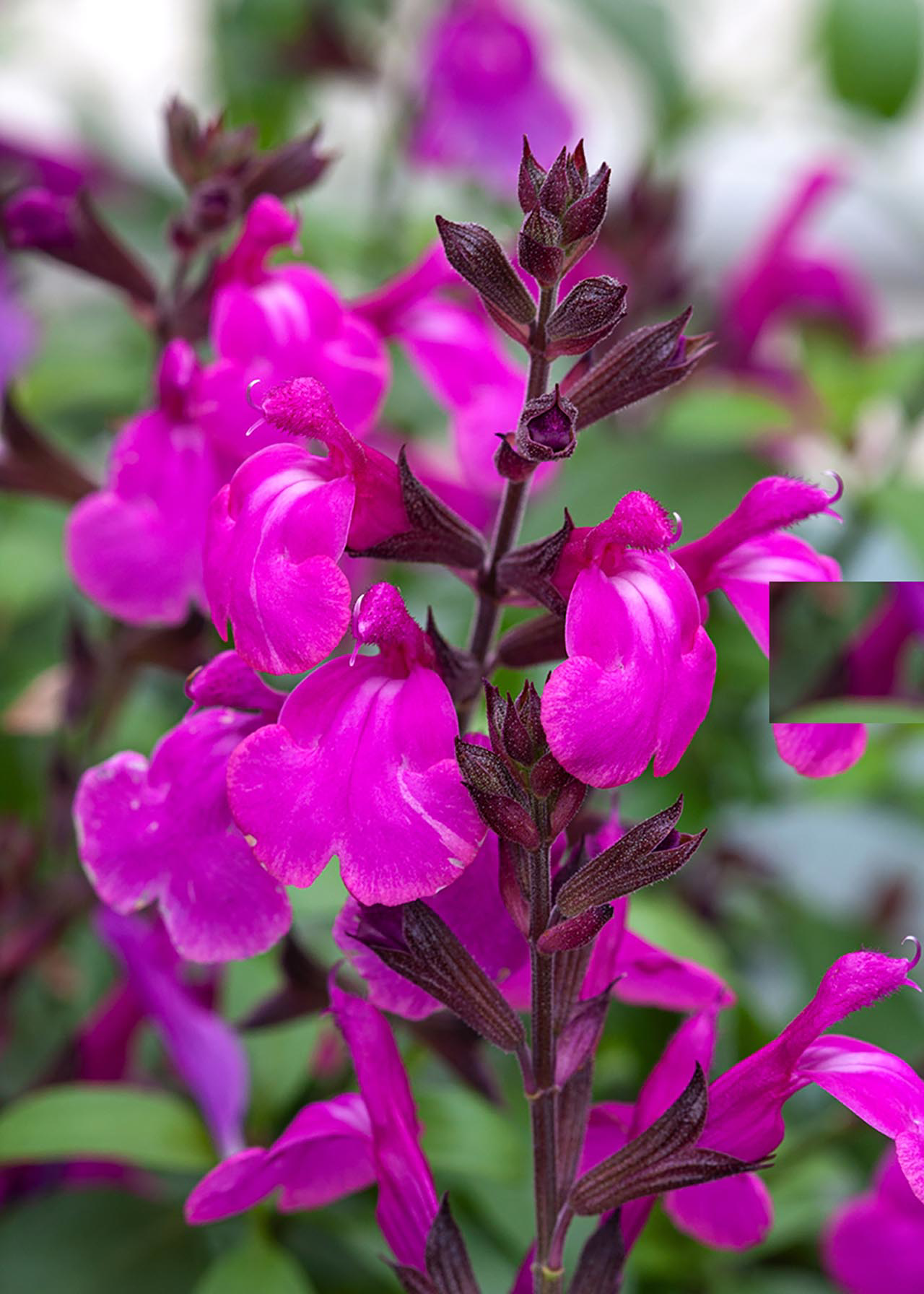 Salvia Rockin Fuchsia 2ltr