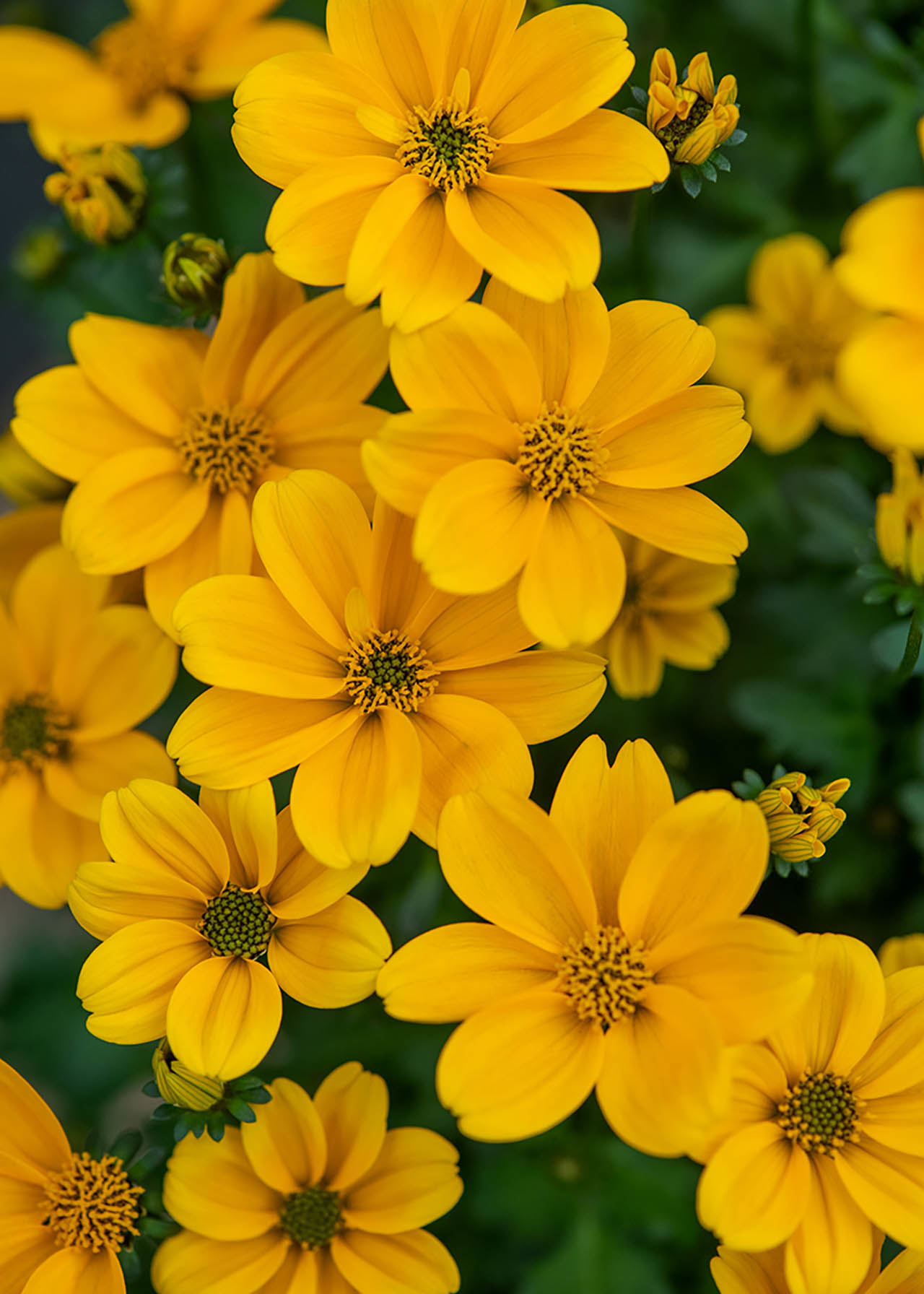 Bidens Bidopsis 2ltr