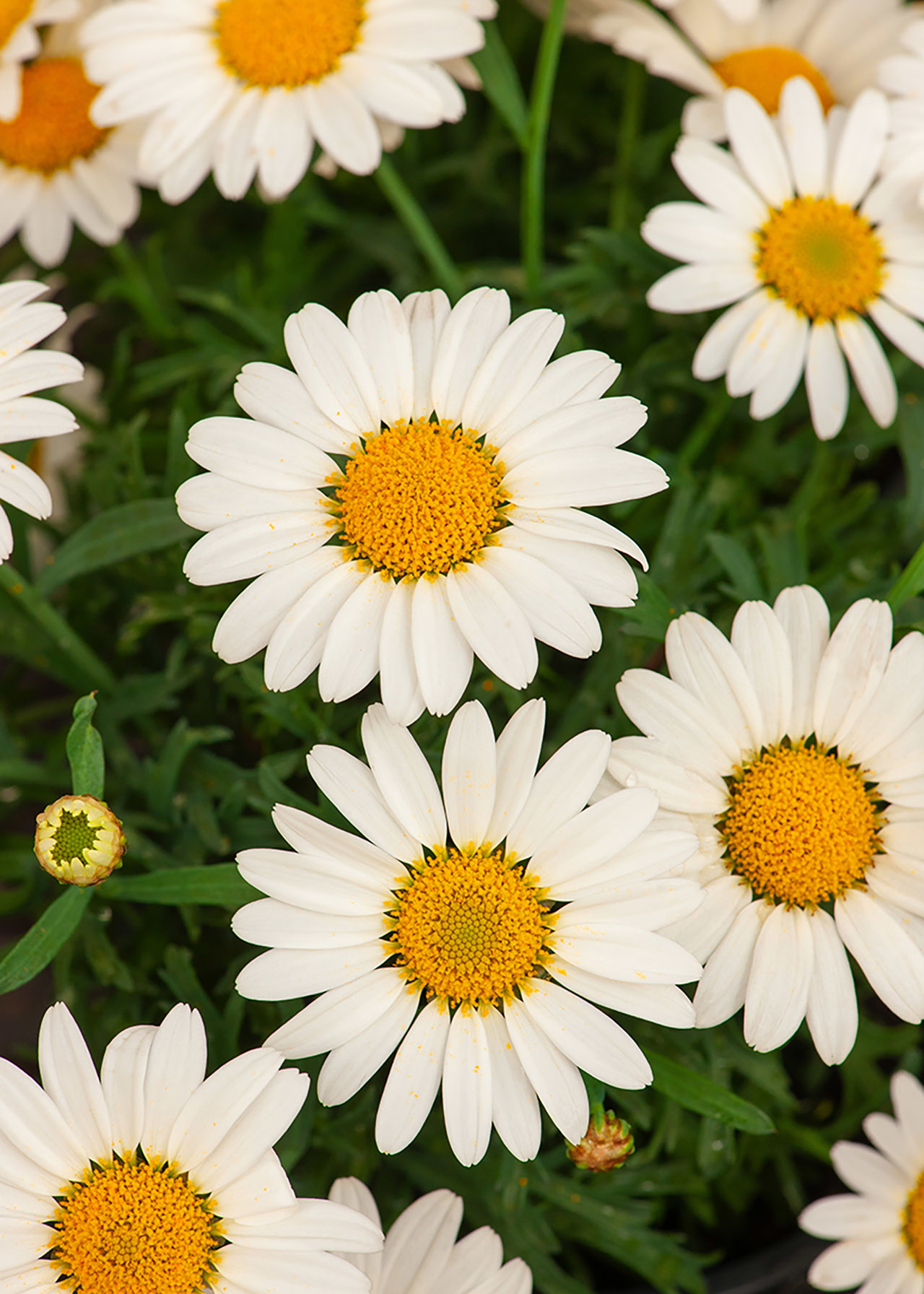 Argyranthemum Everest 2ltr