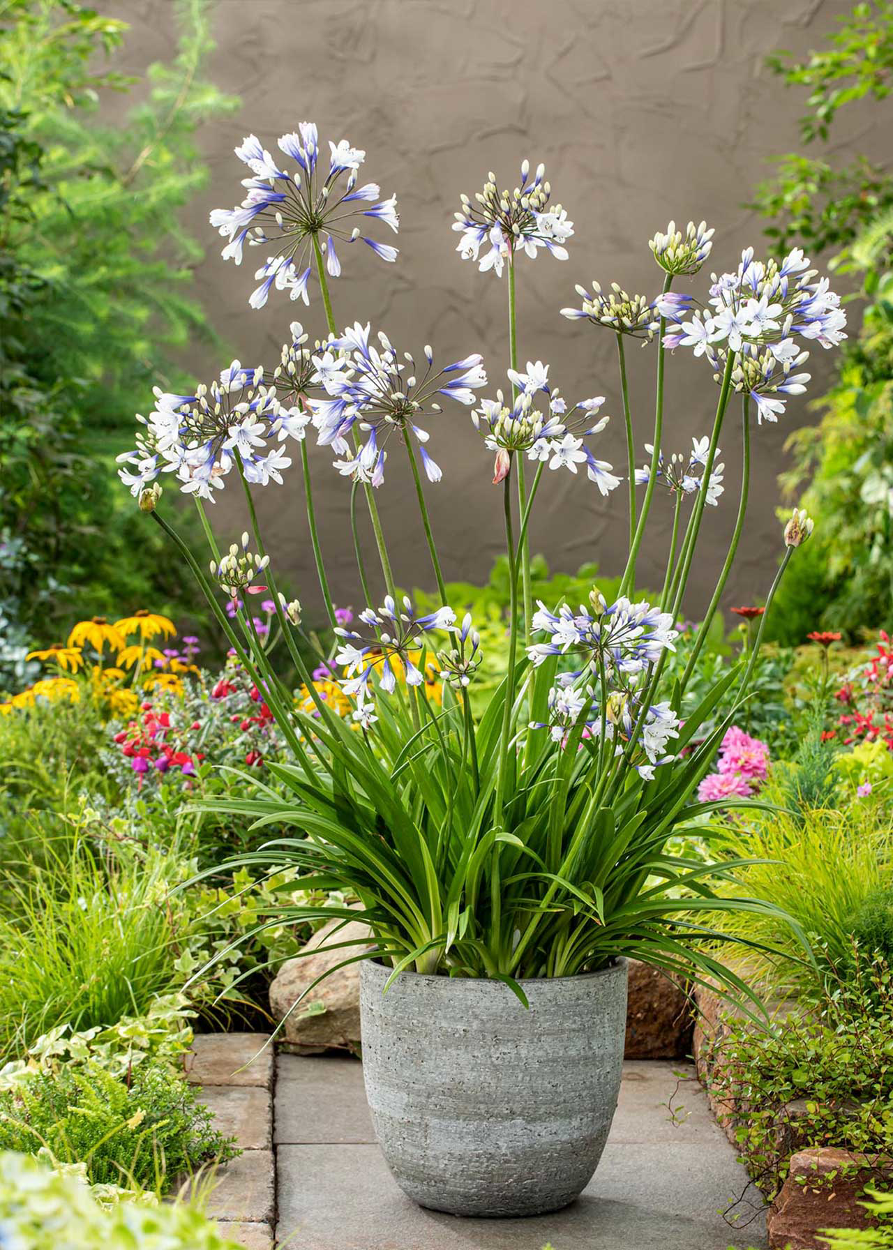 Agapanthus Fireworks 3ltr