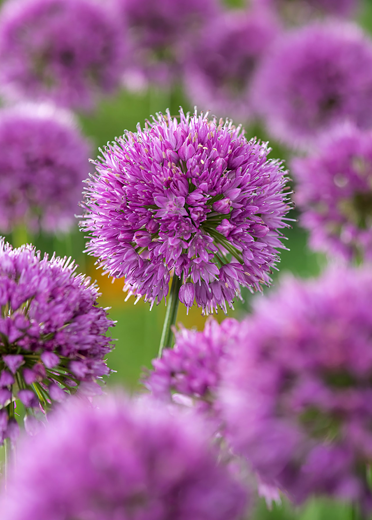 Allium Millennium 3ltr