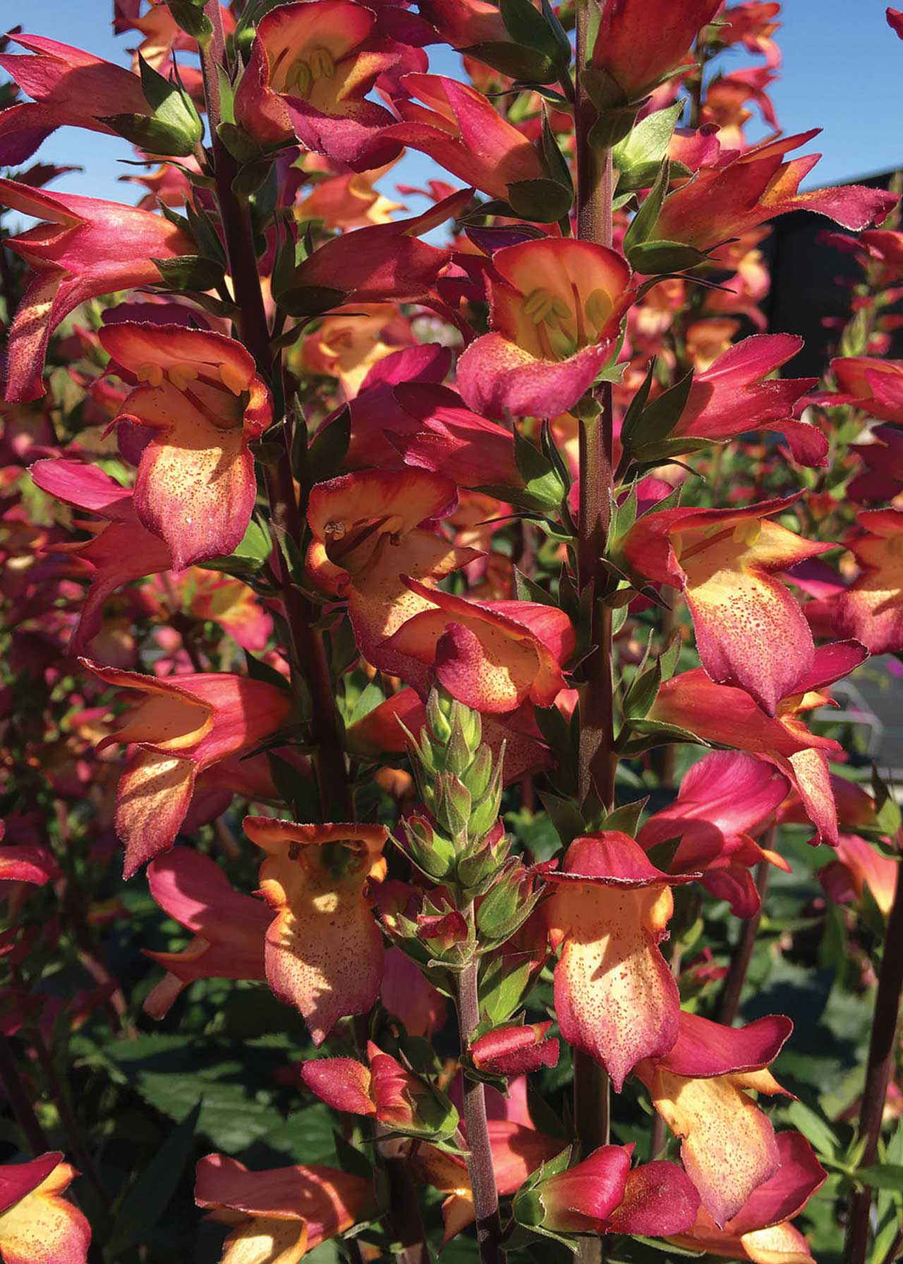 Digiplexis Falcon Fire 3ltr