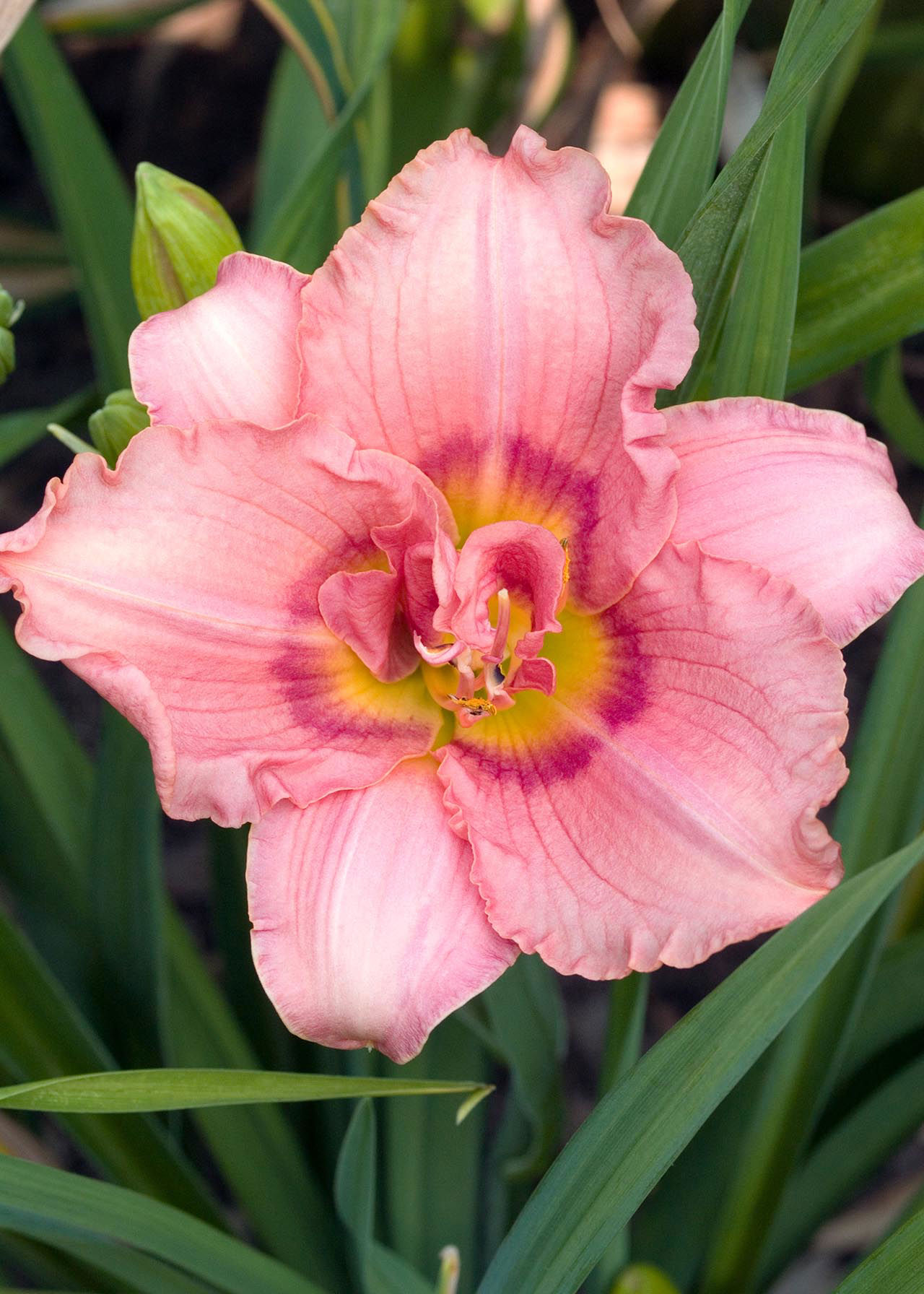 Hemerocallis Rose 3ltr
