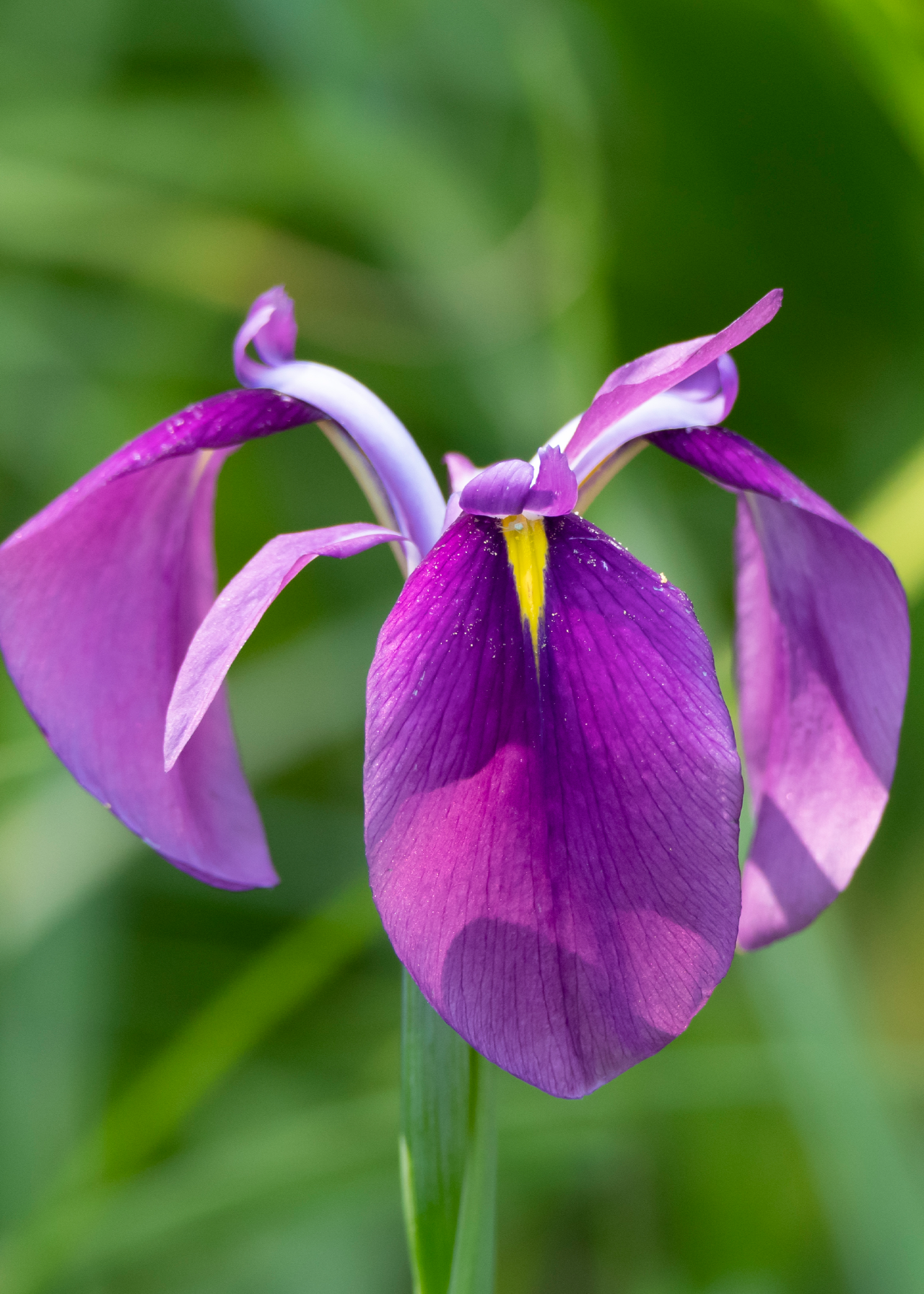 Iris Ensata Variegata 2ltr