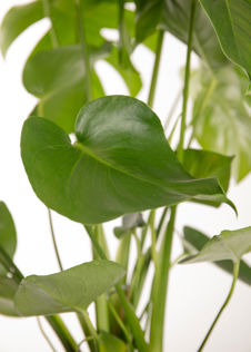 Monstera Deliciosa 21cm