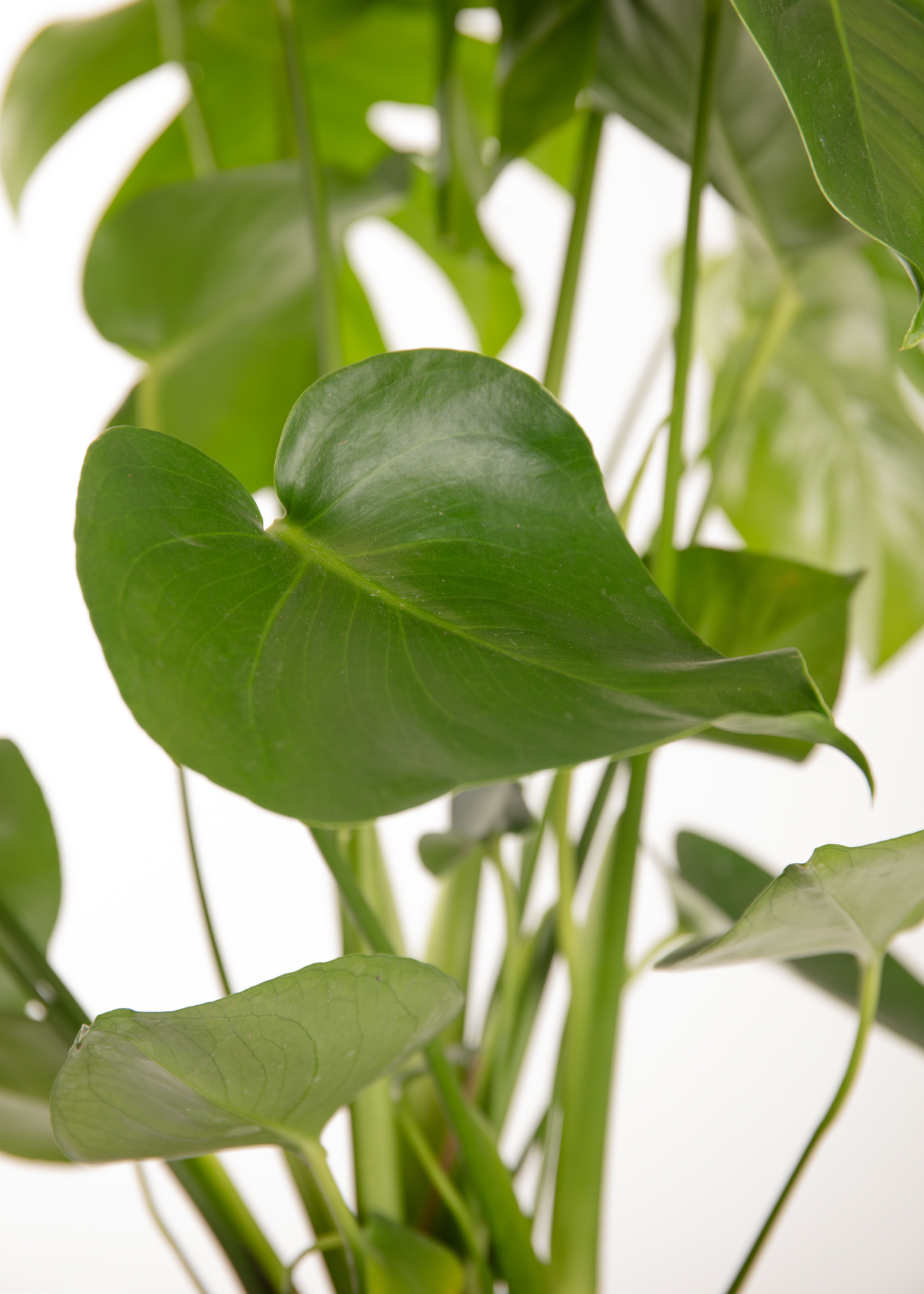 Monstera Deliciosa Air Purifier 21cm