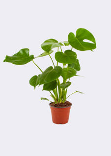 Monstera Deliciosa 21cm