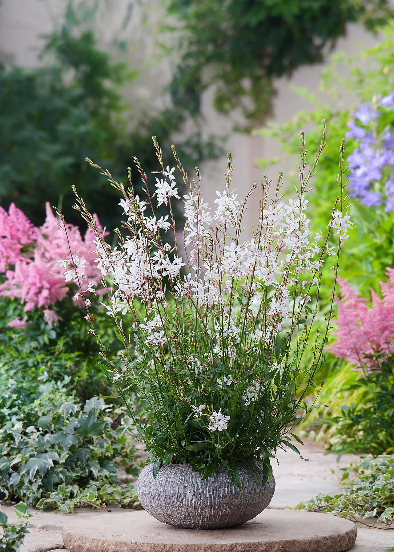Gaura Whirling Butterflies 3ltr