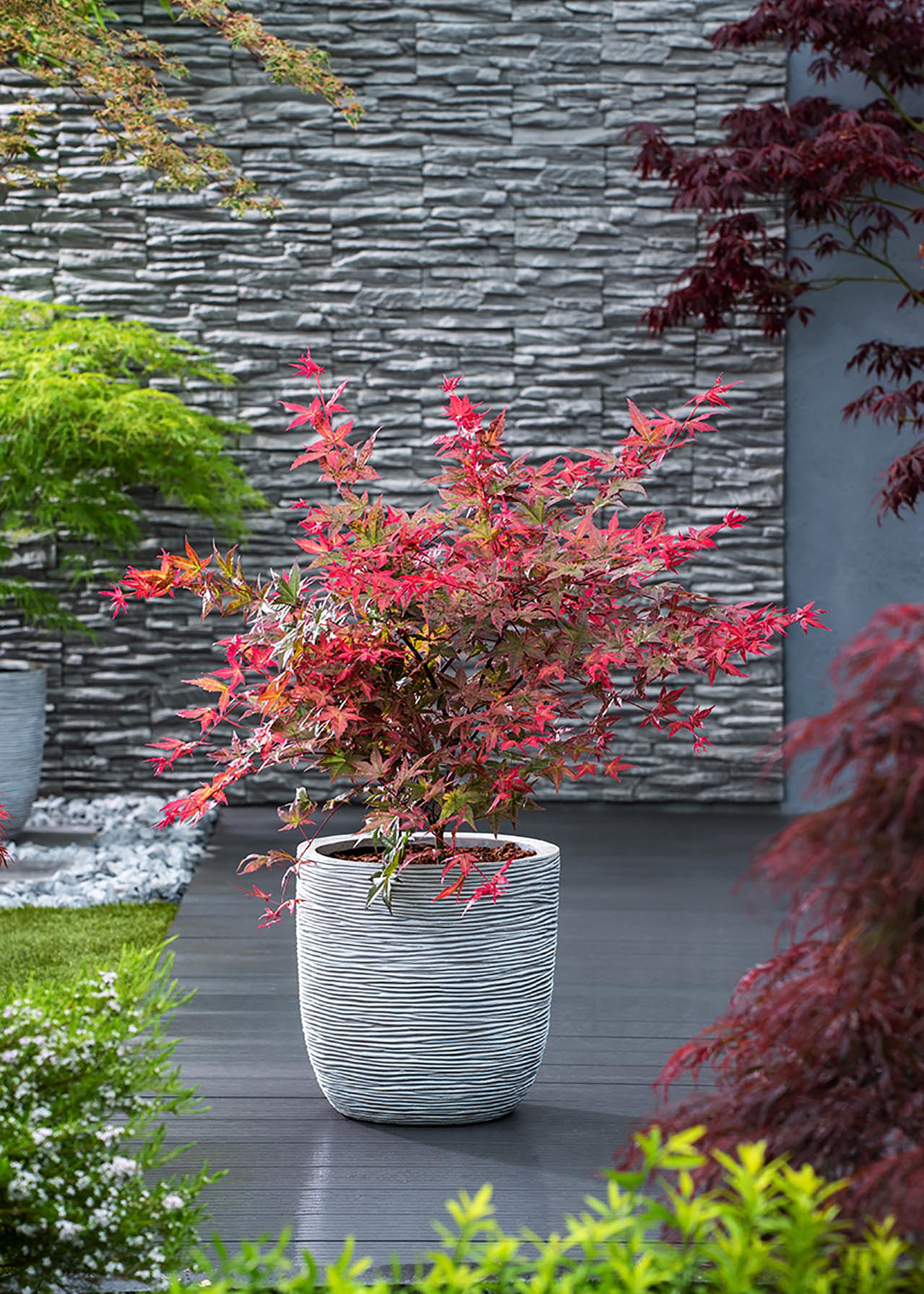 Acer palmatum Beni Maiko 3ltr