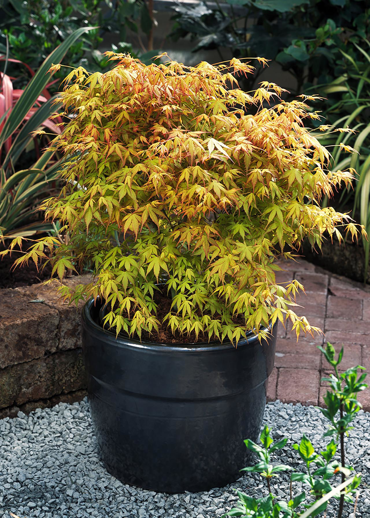 Acer palmatum Katsura 3ltr