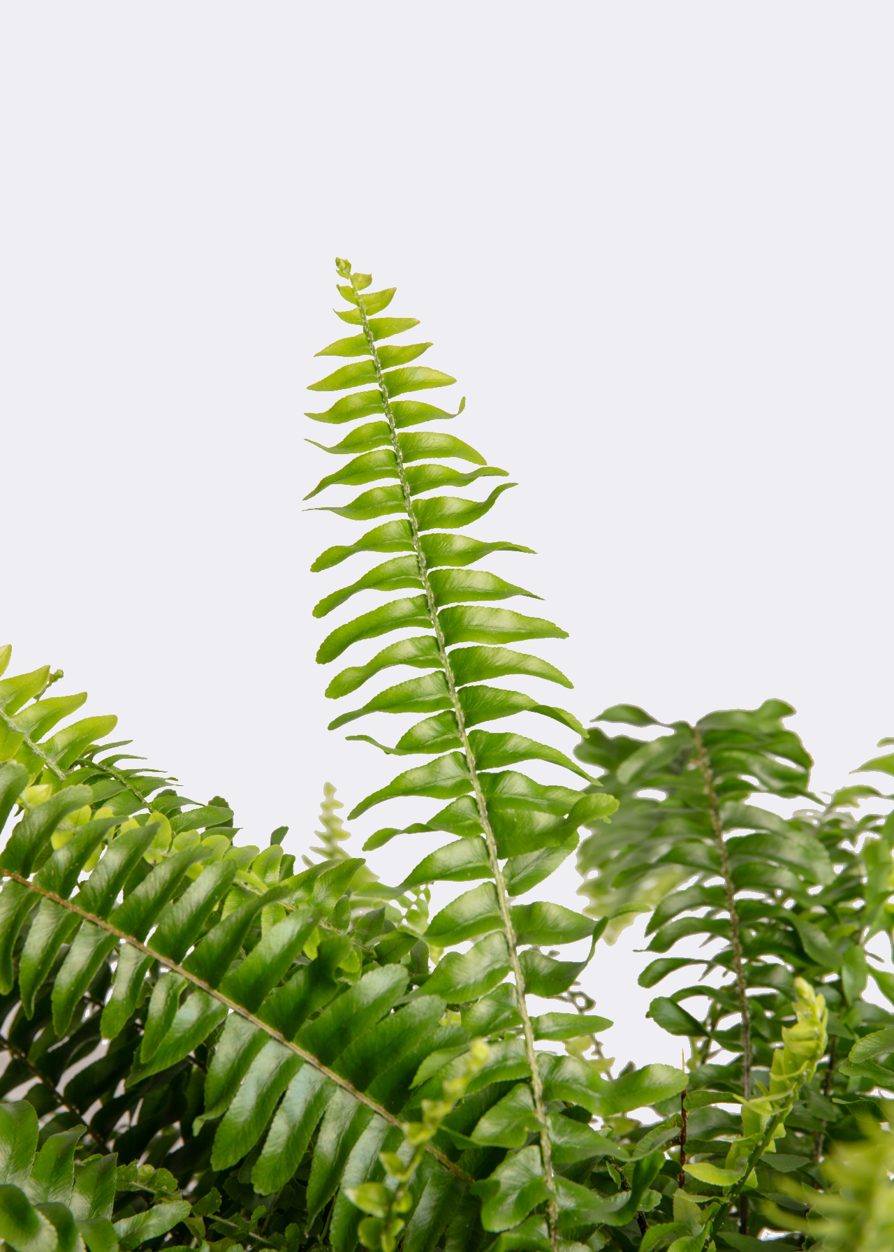 Nephrolepis Exaltata Green Lady 17cm