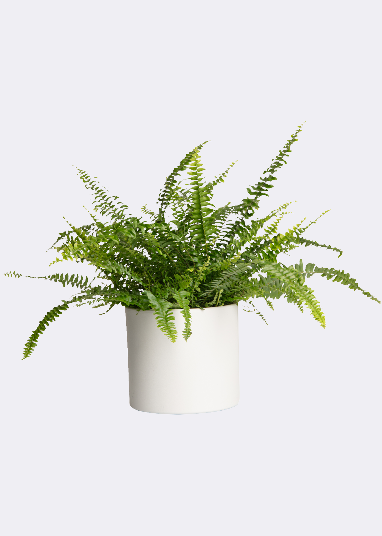 Nephrolepis Exaltata Green Lady 17cm