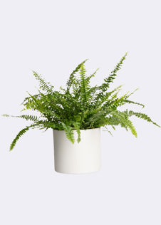 Nephrolepis Exaltata Green Lady 17cm