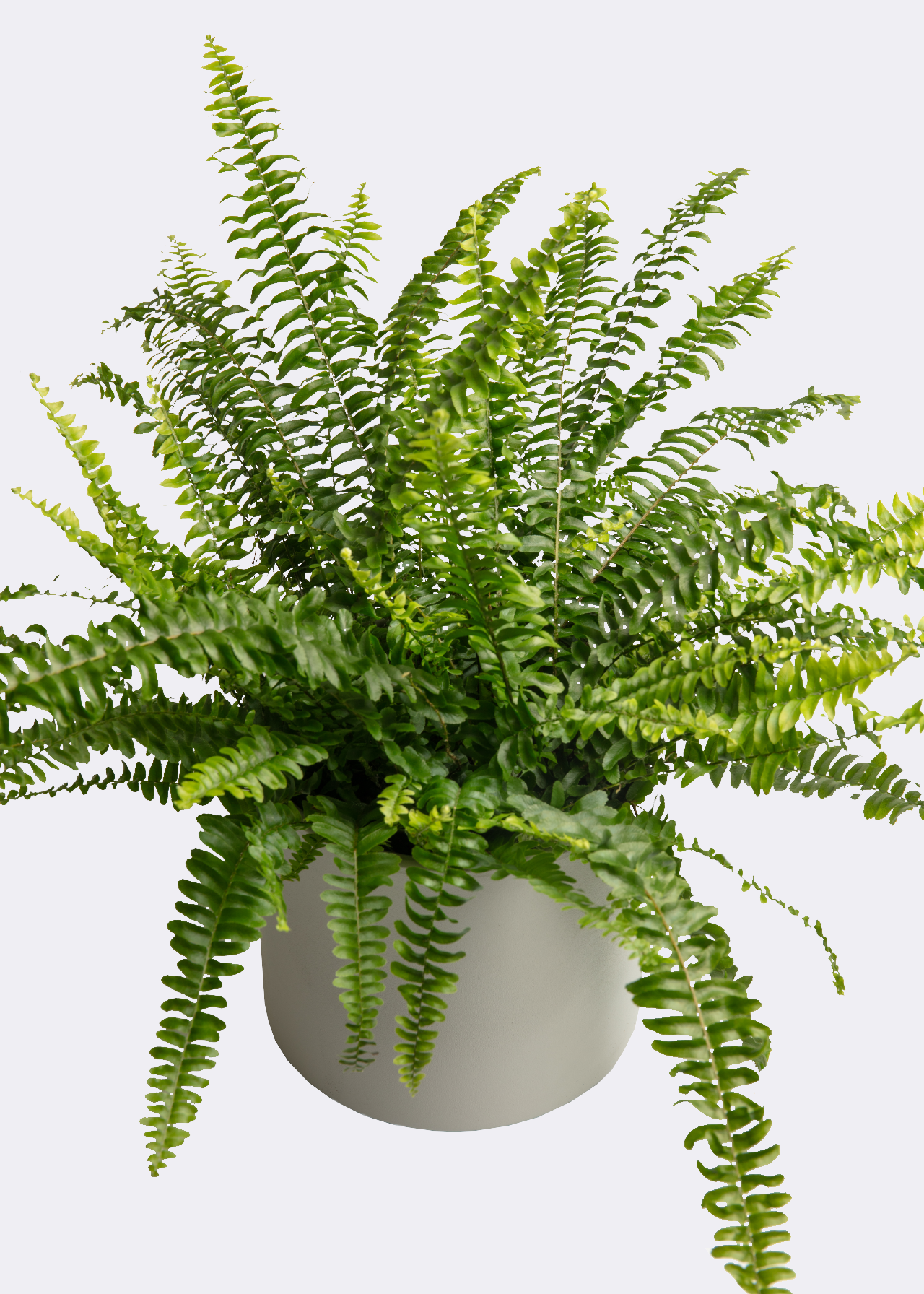 Nephrolepis Exaltata Green Lady 17cm