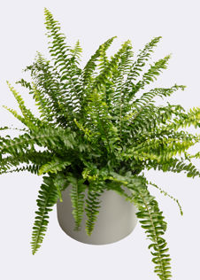 Nephrolepis Exaltata Green Lady 17cm