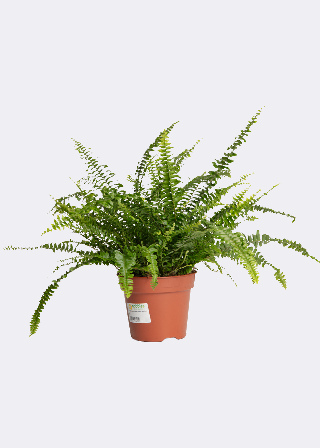 Nephrolepis Exaltata Green Lady 17cm