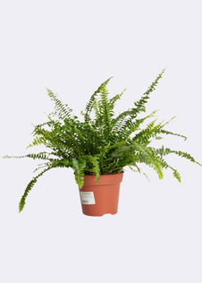 Nephrolepis Exaltata Green Lady 17cm