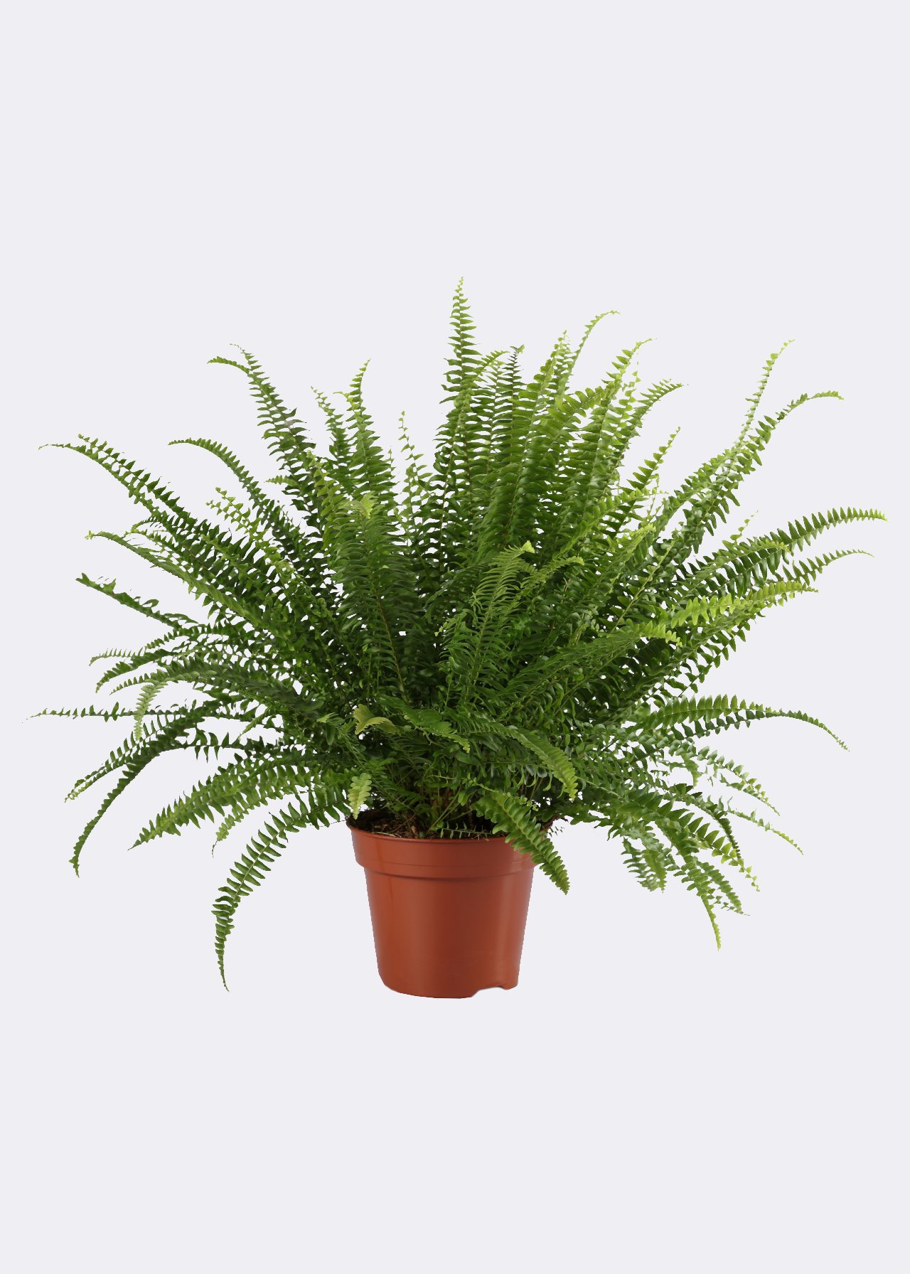 Nephrolepis Exaltata Green Lady 17cm