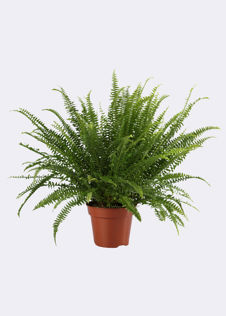 Nephrolepis Exaltata Green Lady 17cm